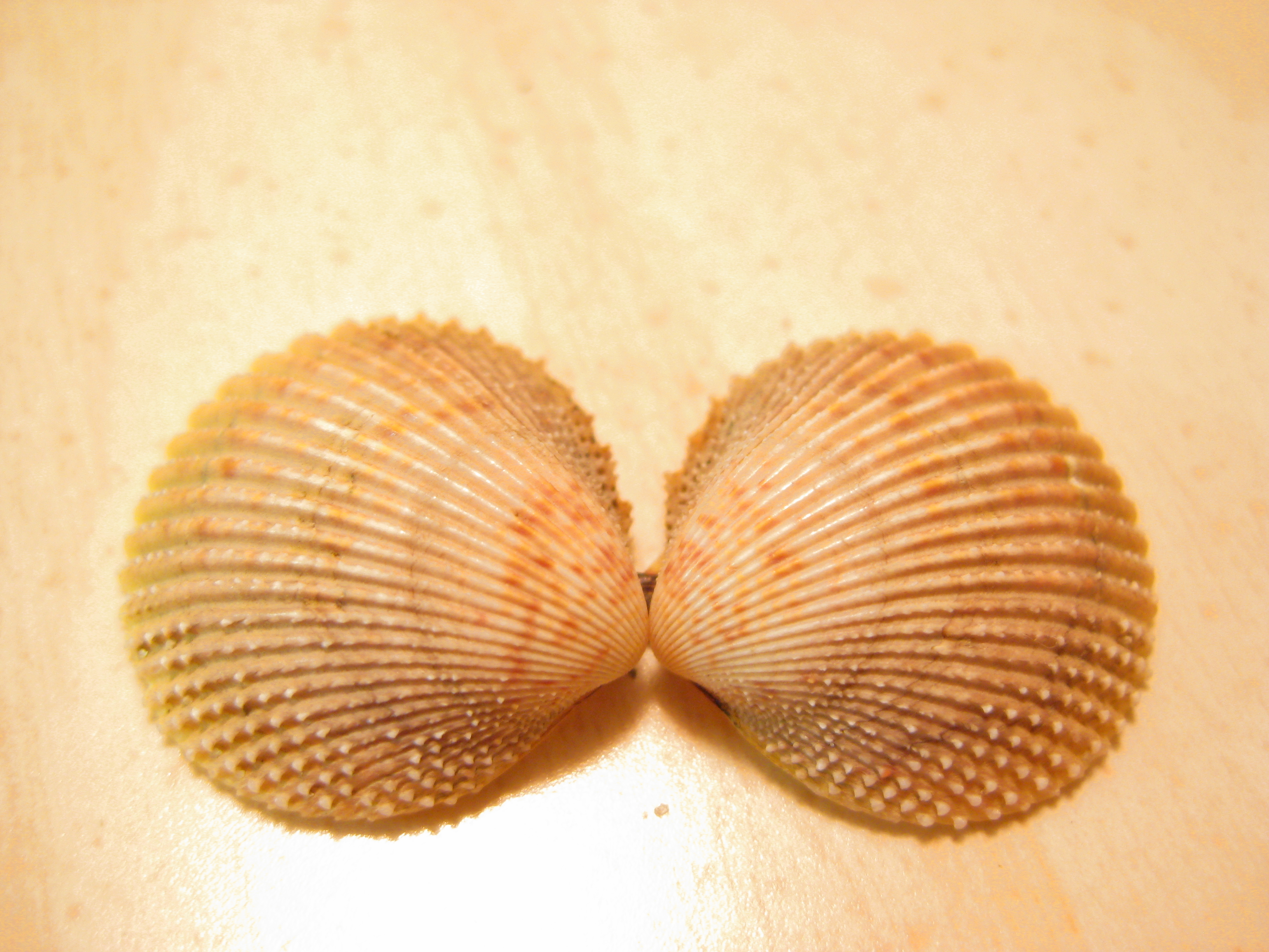 Sea shells photo