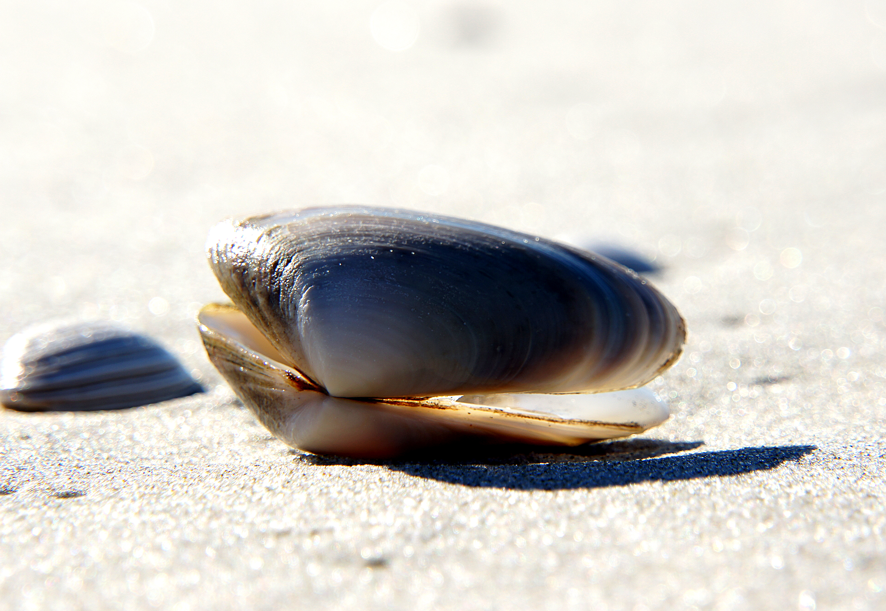 Sea shells (25) photo