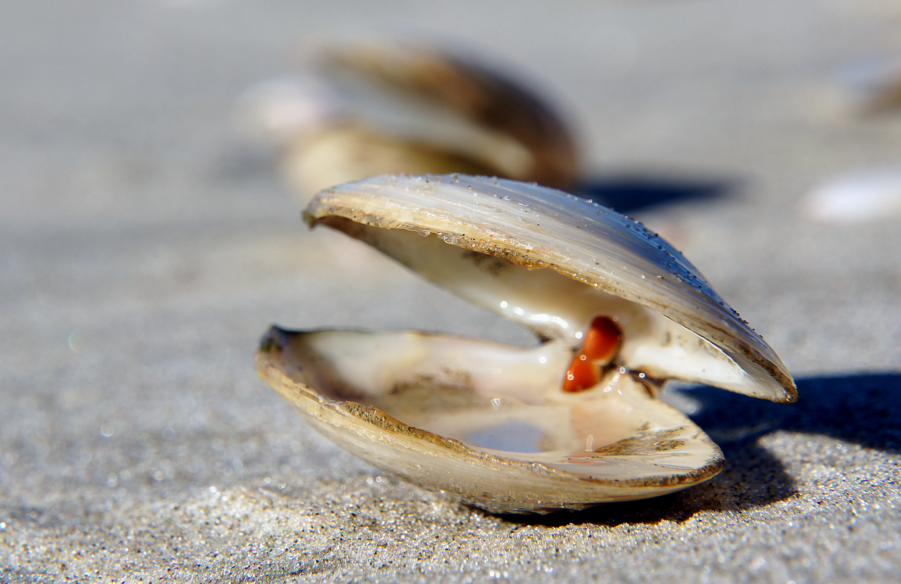 Sea shells (26) photo
