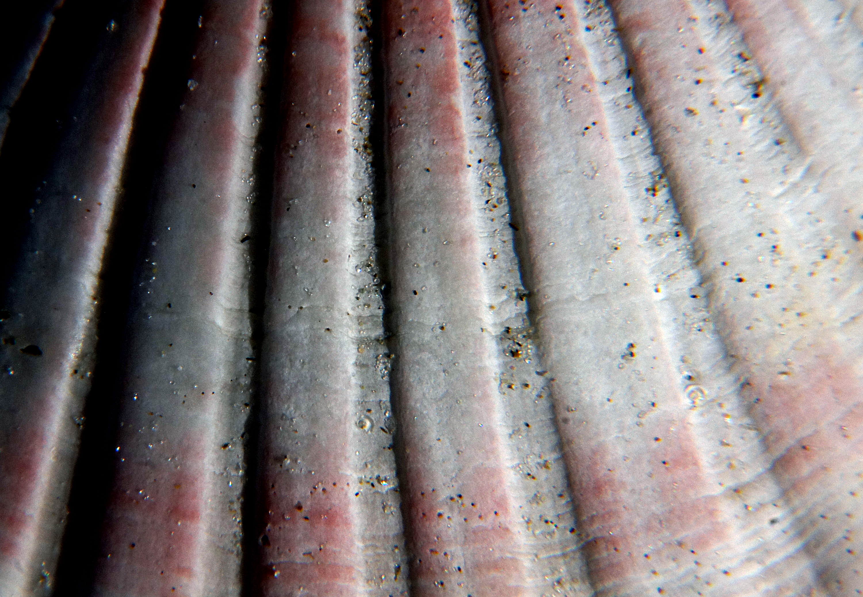 Sea shells (29) photo