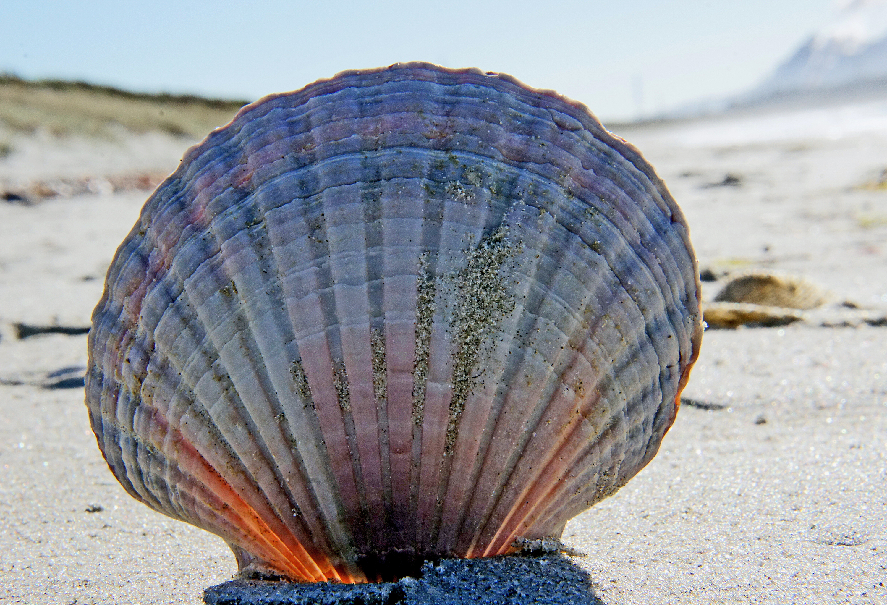 Sea shells (31) photo
