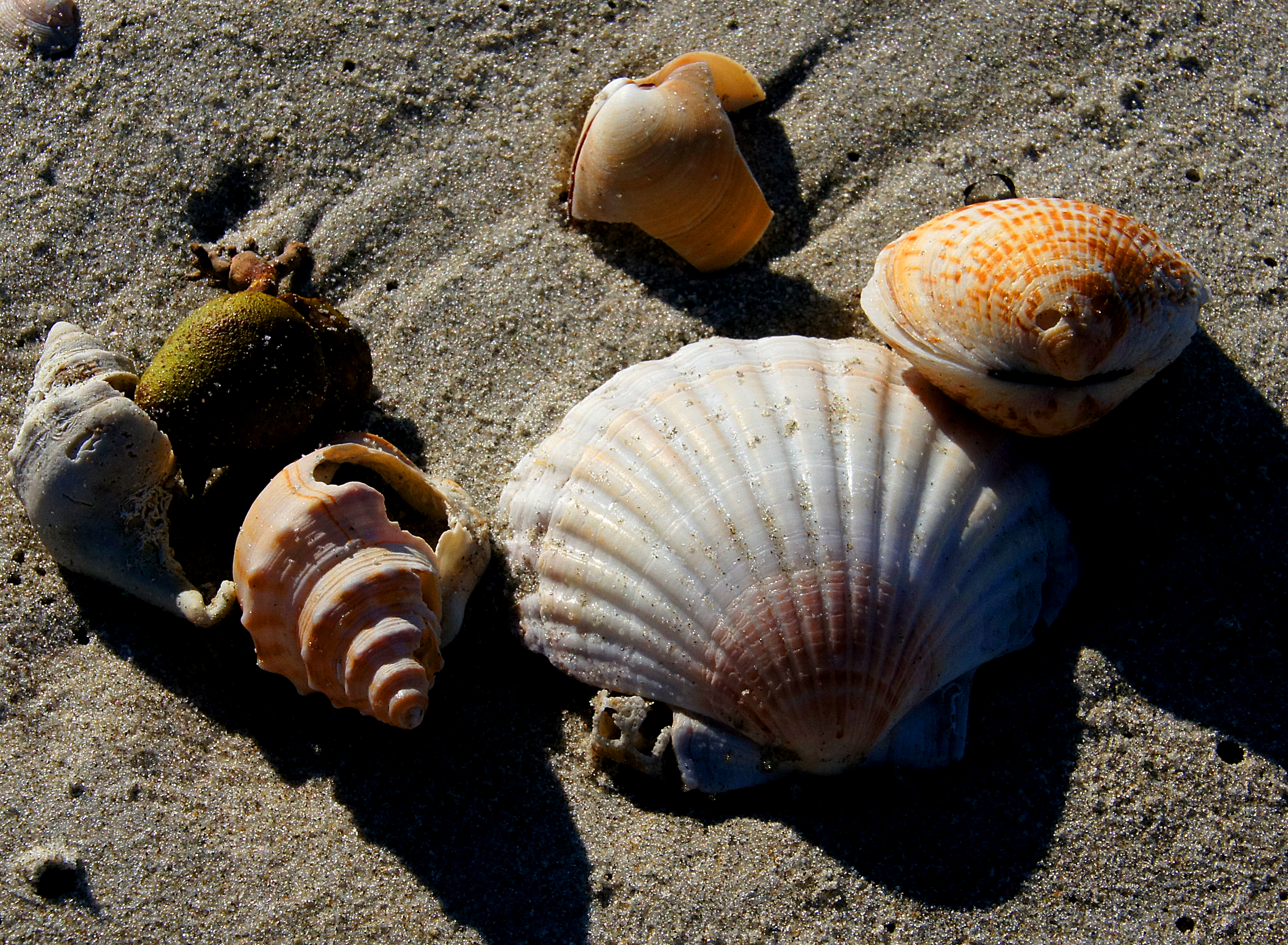 Sea shells (4) photo