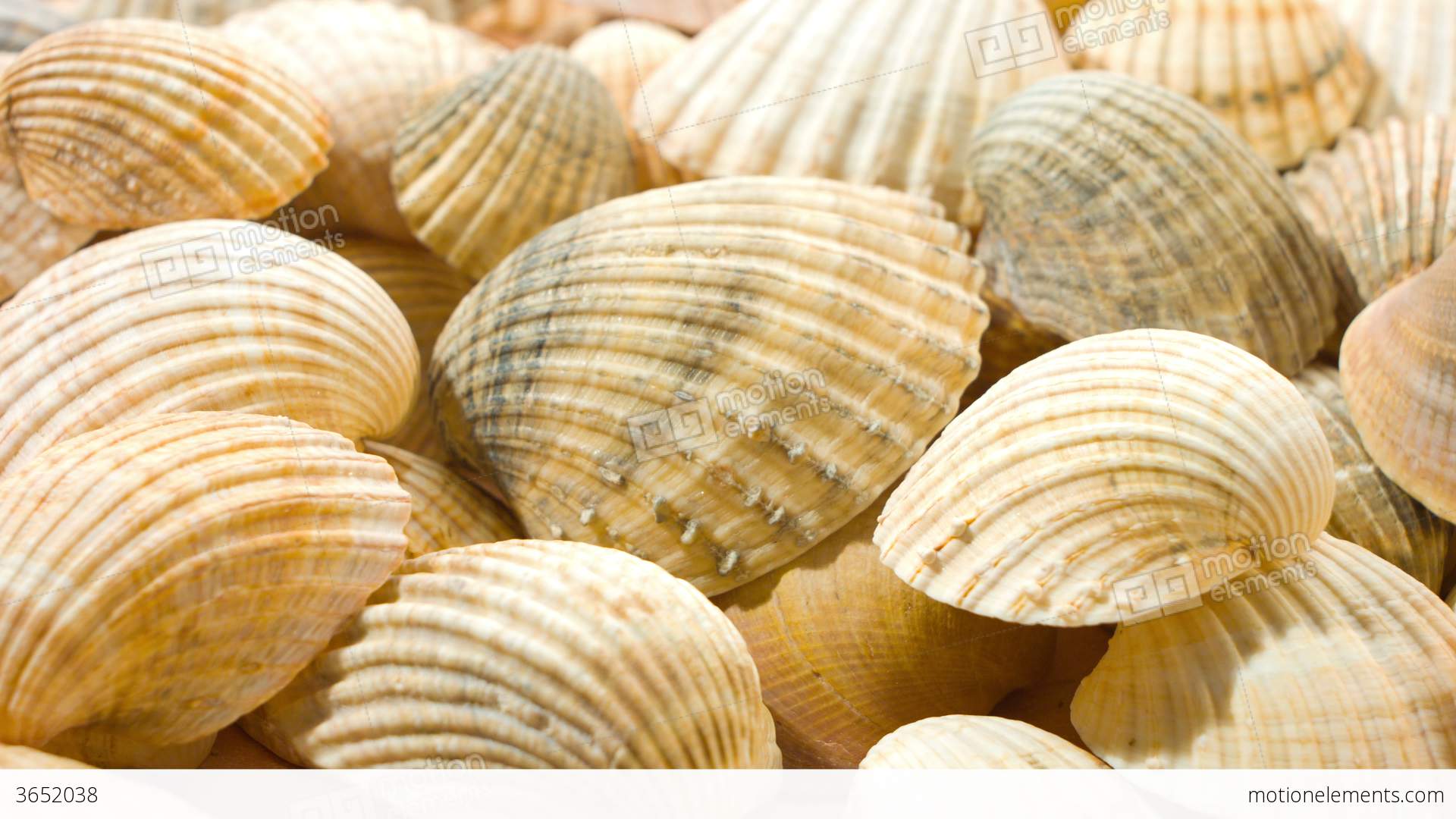Sea Shells Nature Background 4K Stock video footage | 3652038