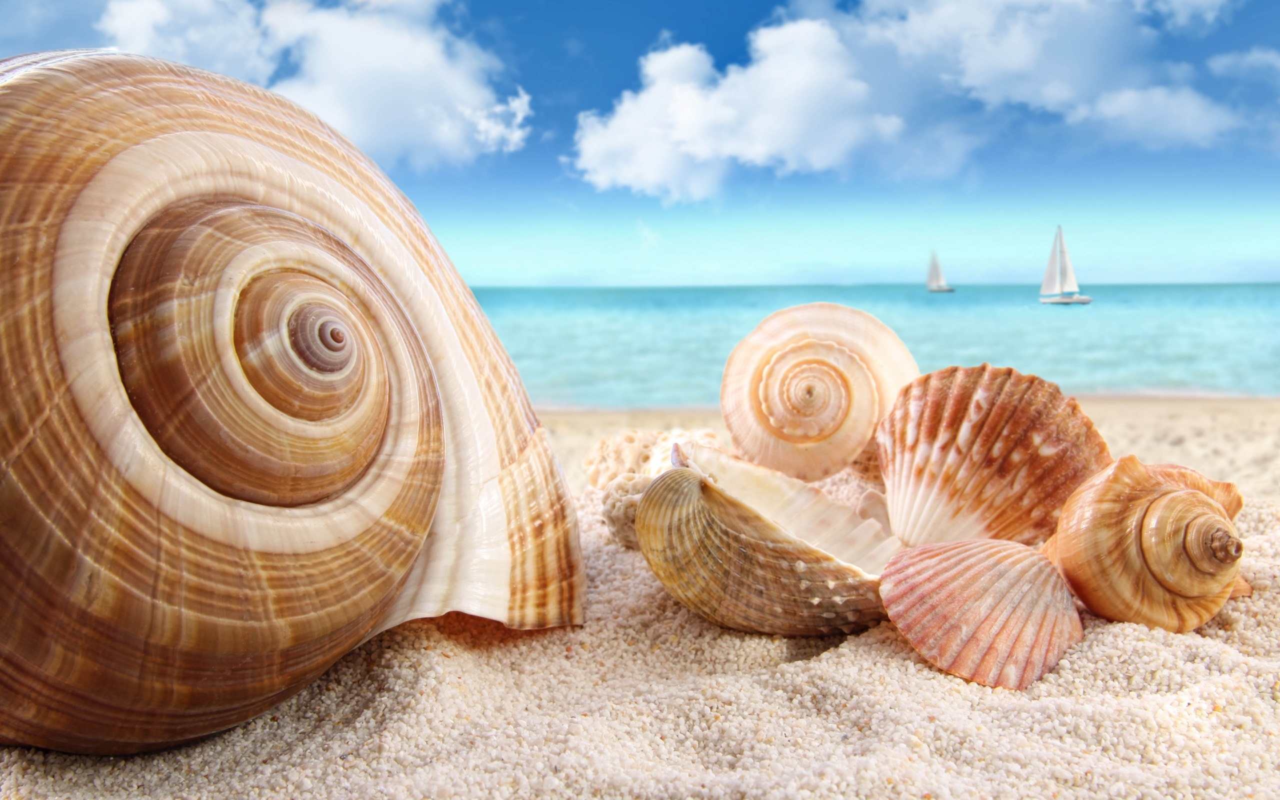 Sea Shells- The Engineer of Ecosystem — Steemit