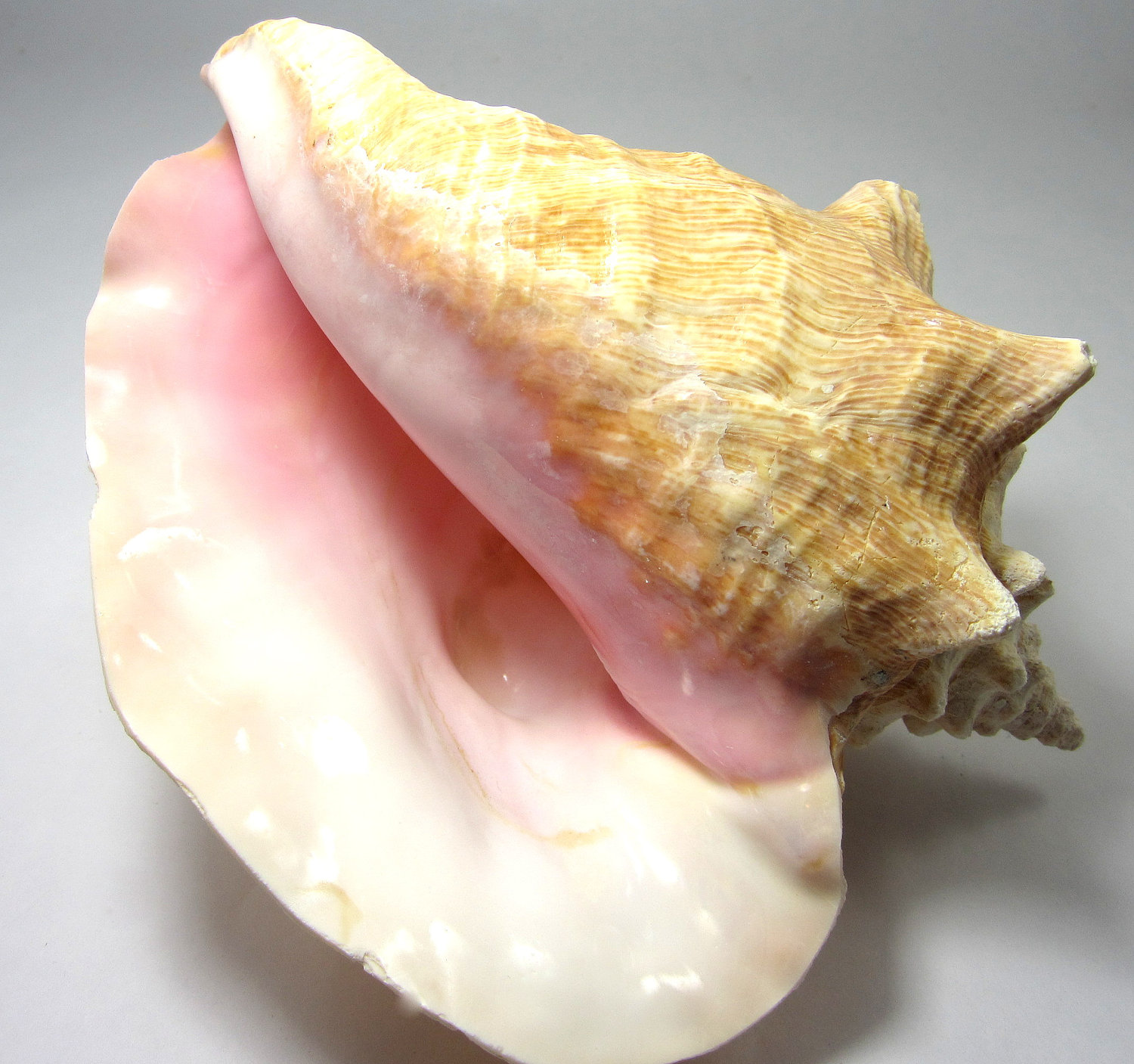 Beach Decor Conch Seashells Nautical Decor Giant Pink Conch