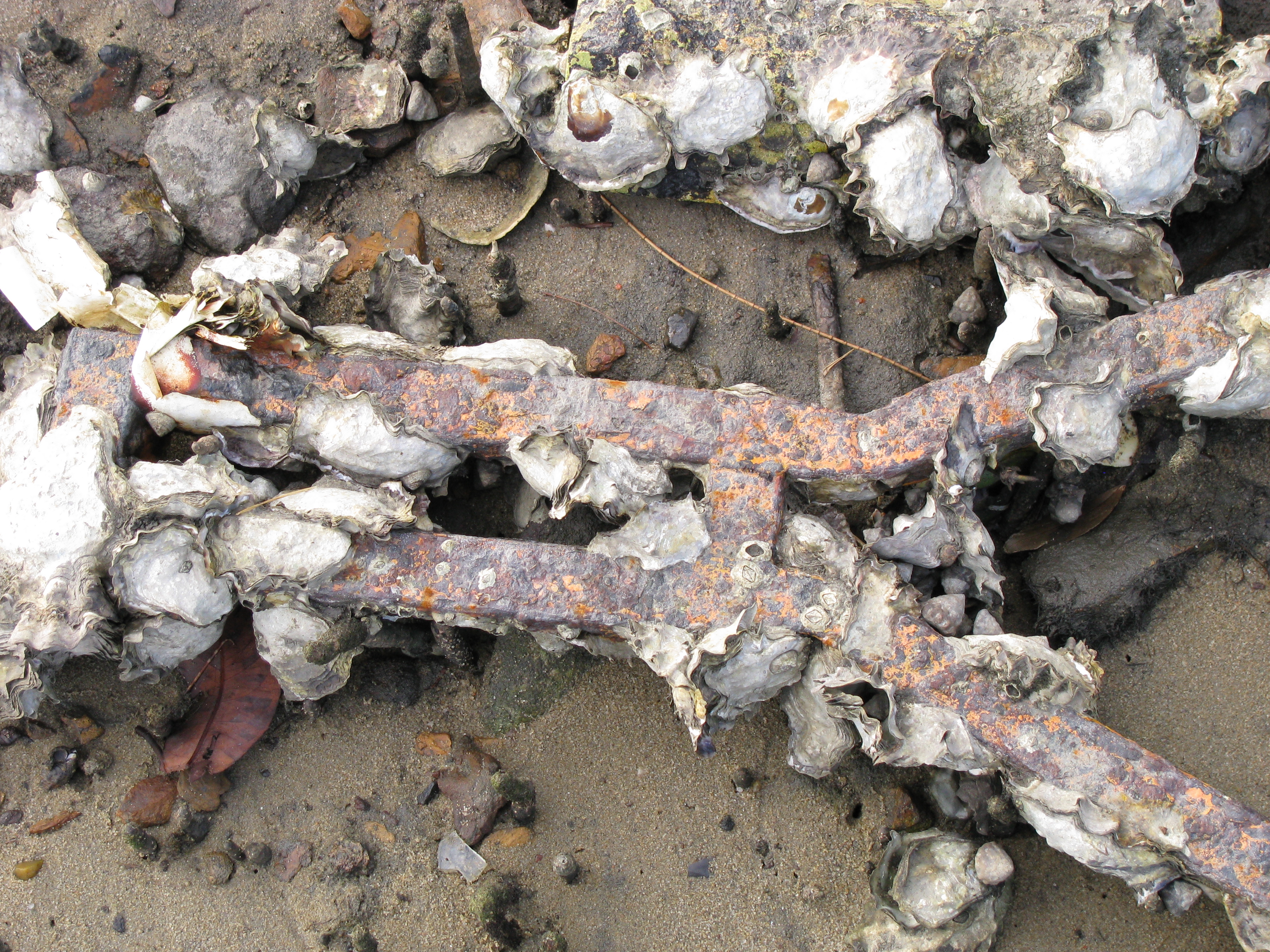 Sea shells and rusted metal photo