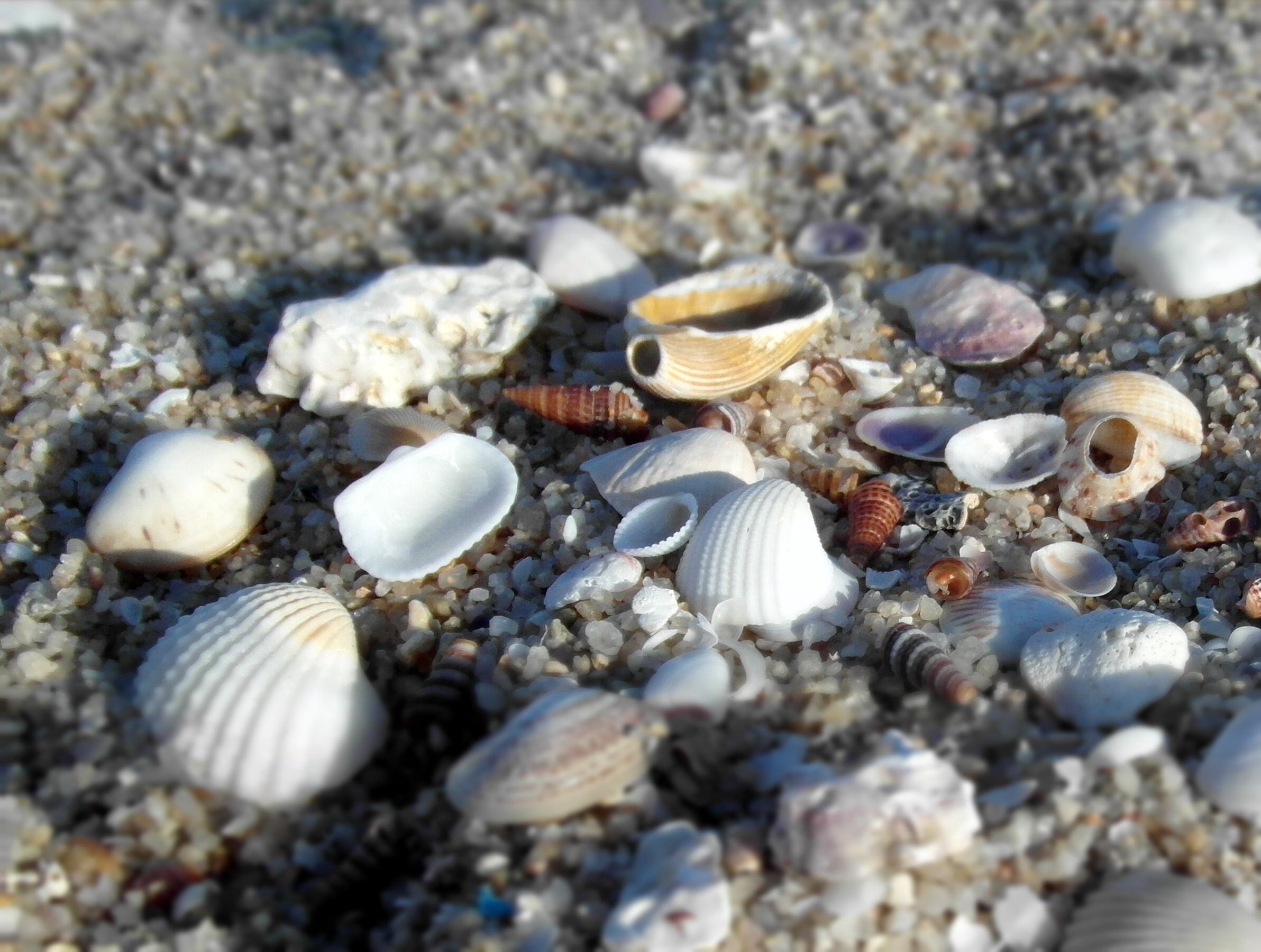 Sea shells on the beach photo