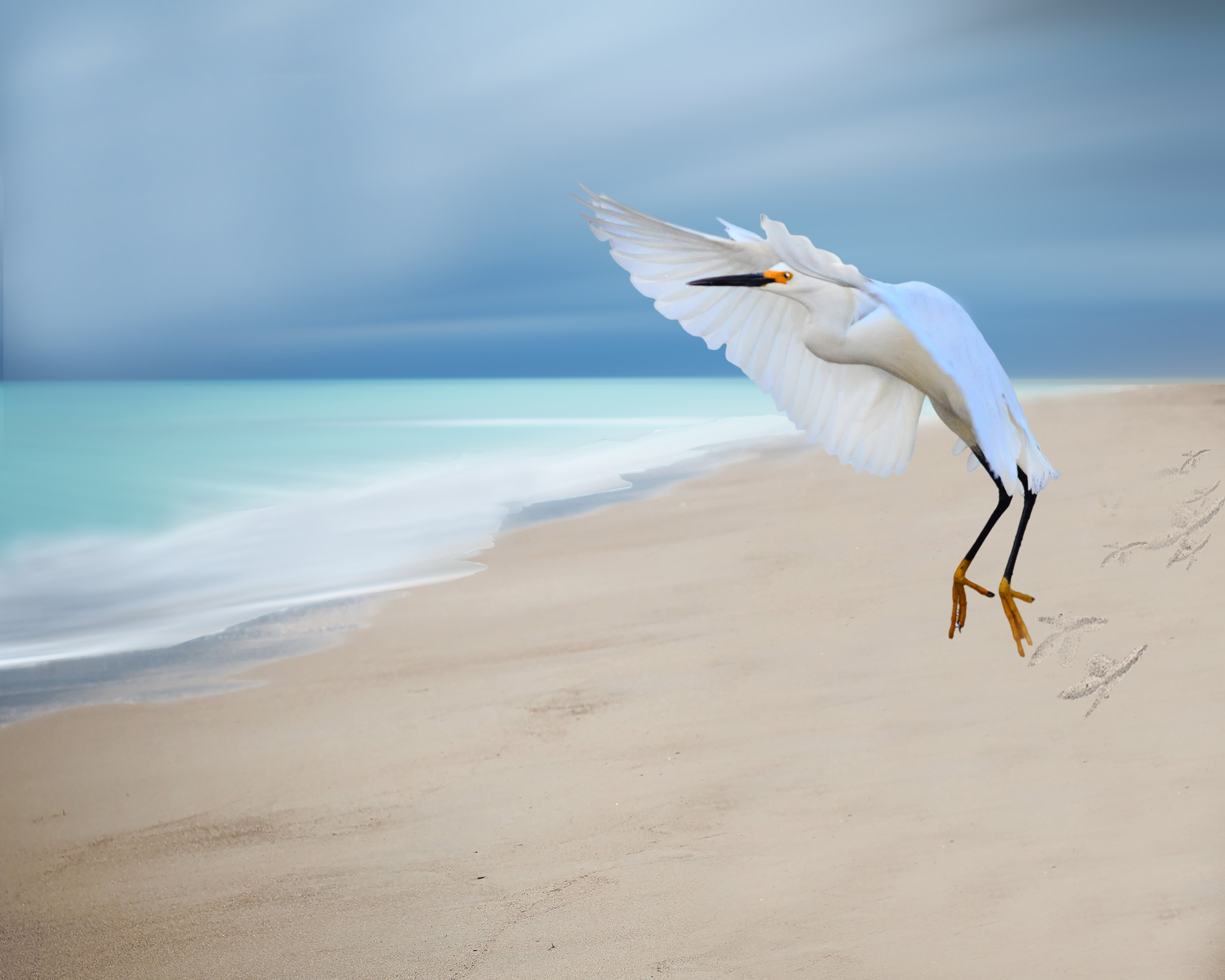 Photo of white Flamingo on seashore, great egret HD wallpaper ...