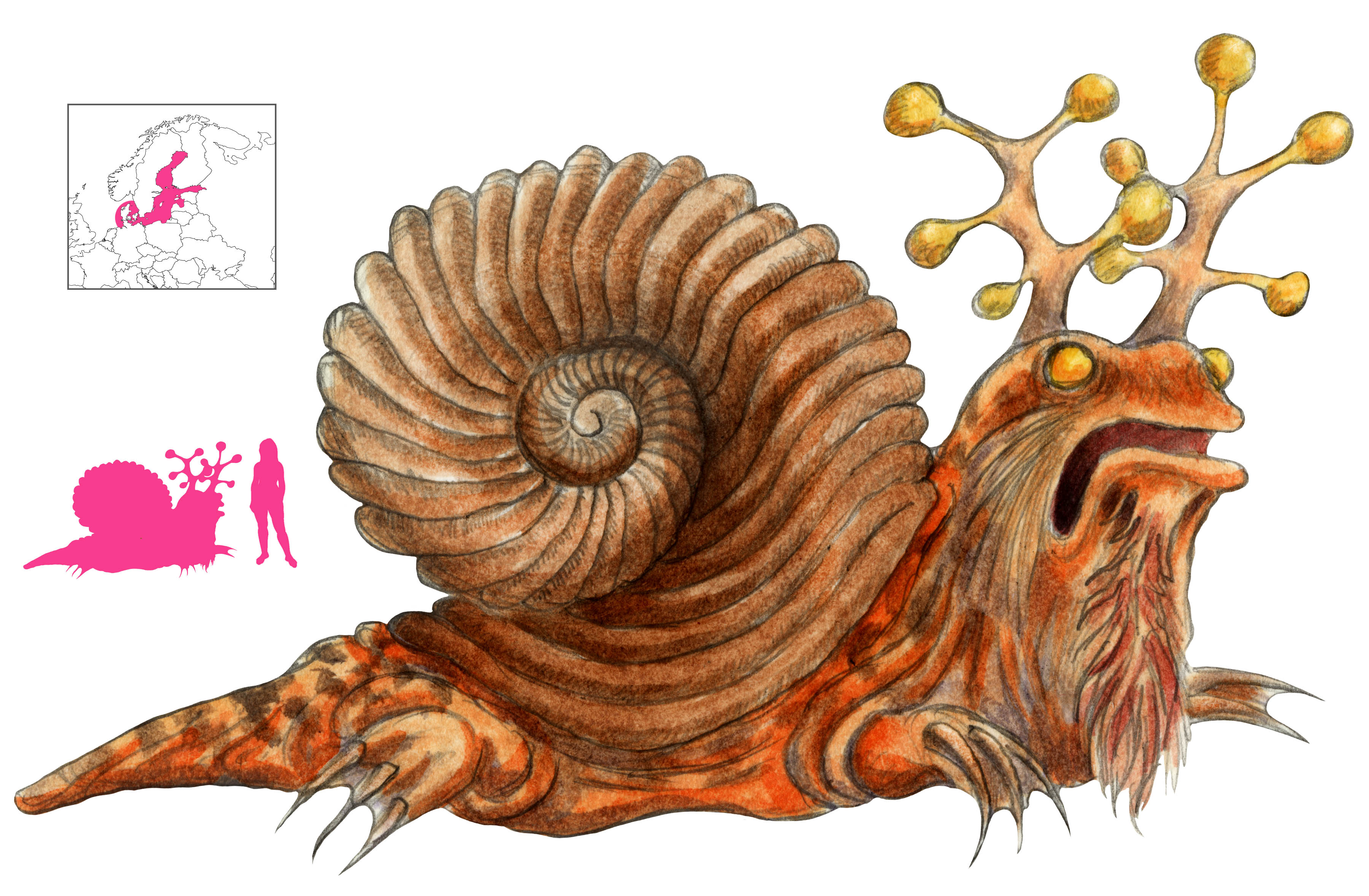 Sarmatian Sea Snail | A Book of Creatures