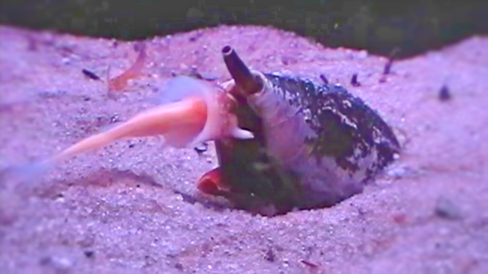 Nightmarish Sea Snail Swallows Whole Fish - Conus Feeding Monster ...