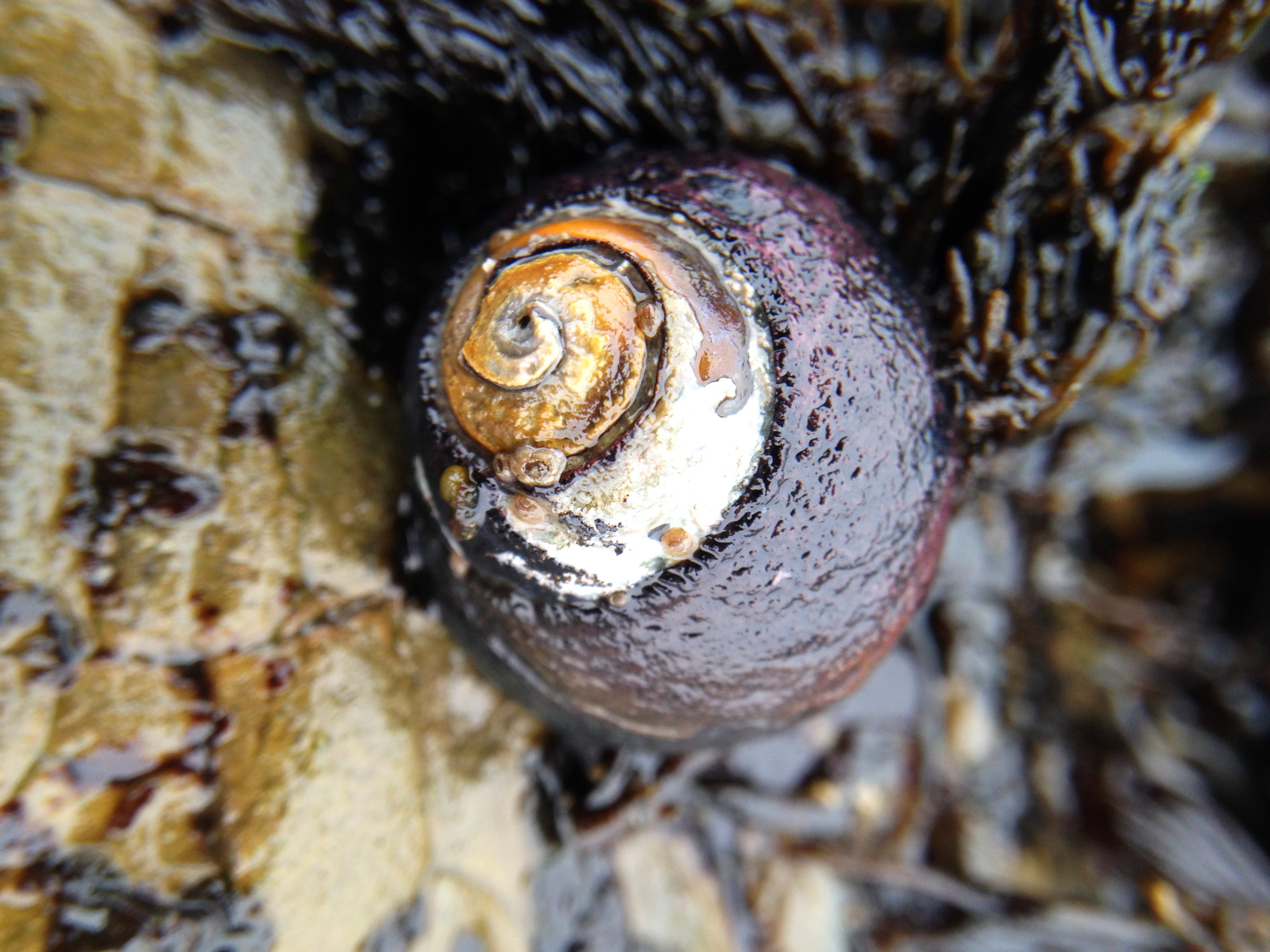 At a Snail's Place - The Weird, the Rare and the Ugly - Bay Nature