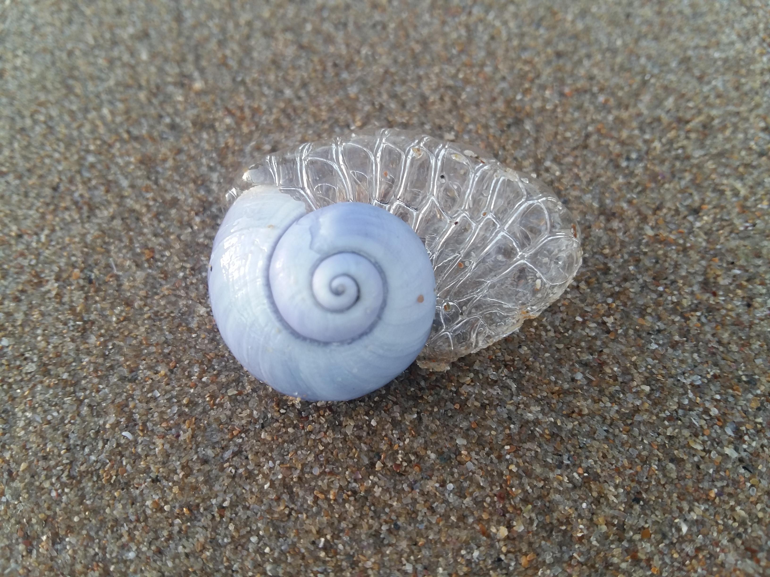 A sea snail I found with a jelly-like foam coming out of it. I don't ...