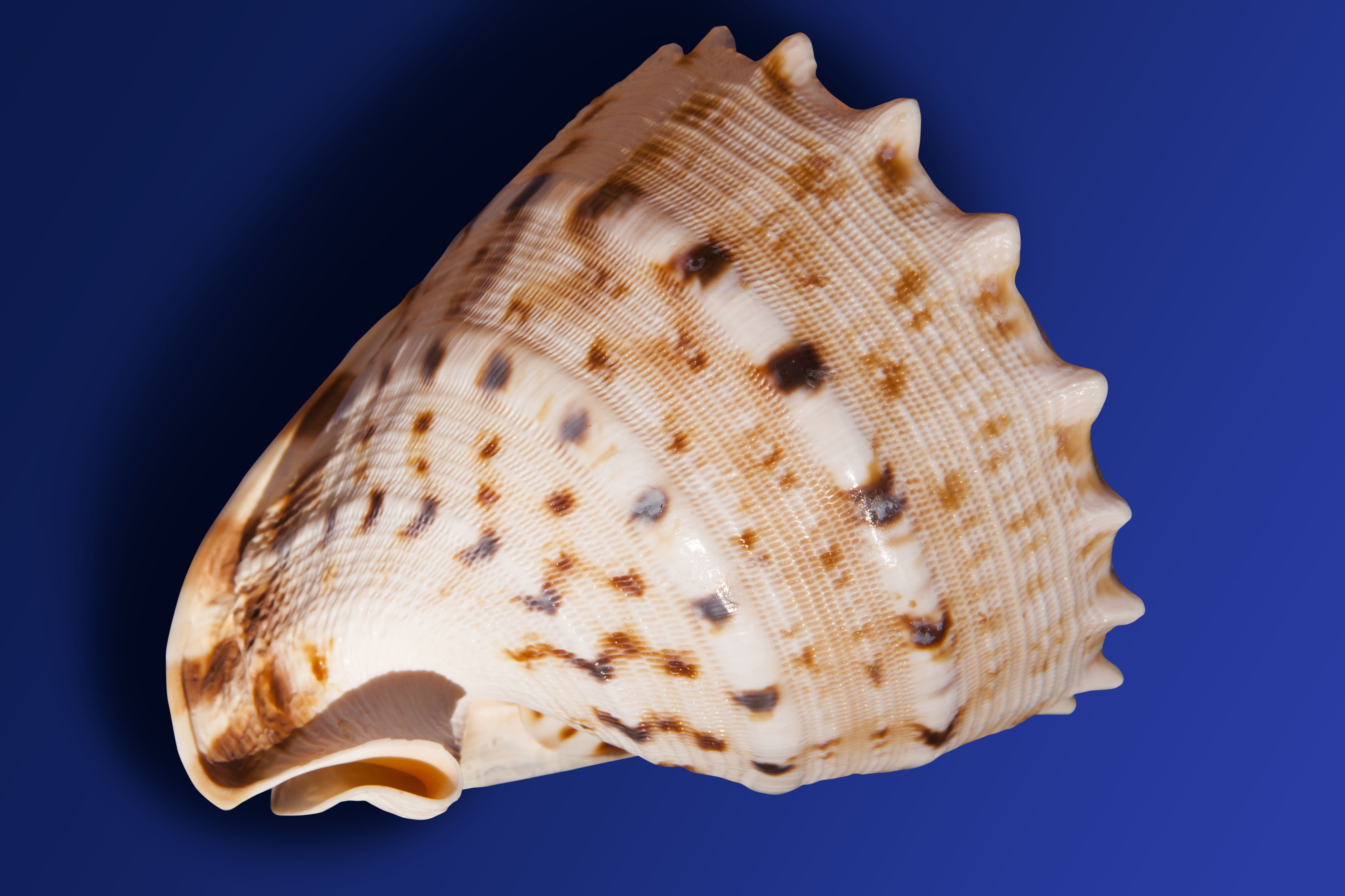 Sea snail photo