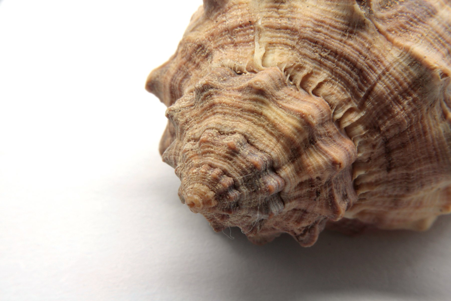 Sea ​​snail photo