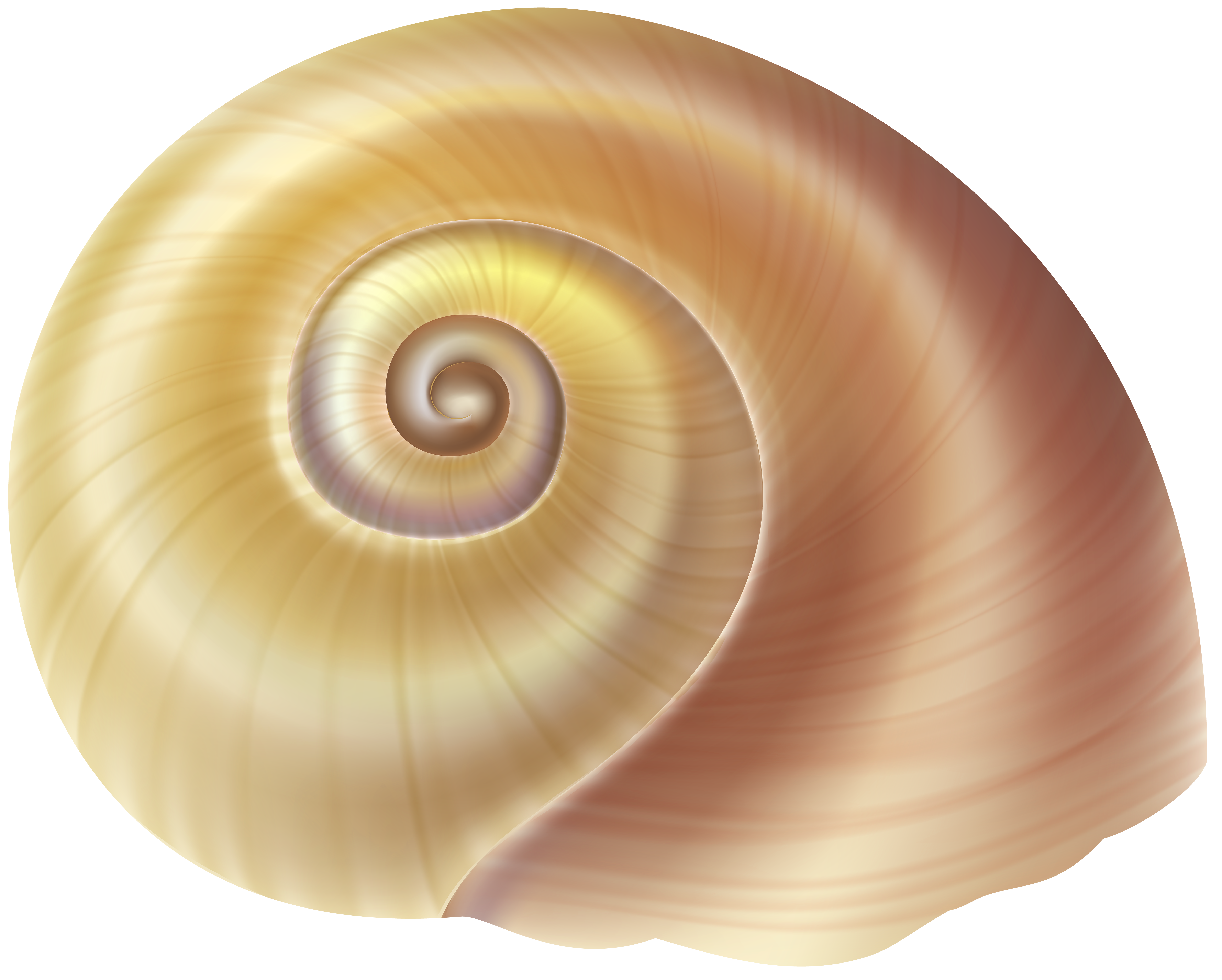 Sea Snail Shell PNG Clip Art Image | Gallery Yopriceville - High ...
