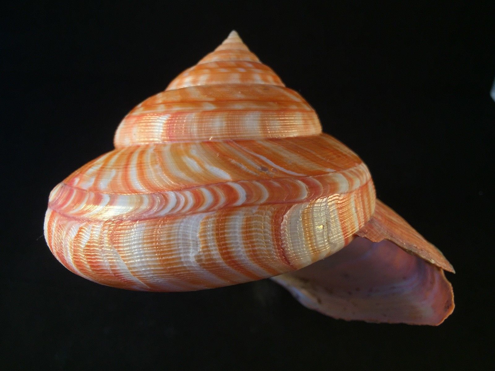 Лучевая симметрия моллюсков