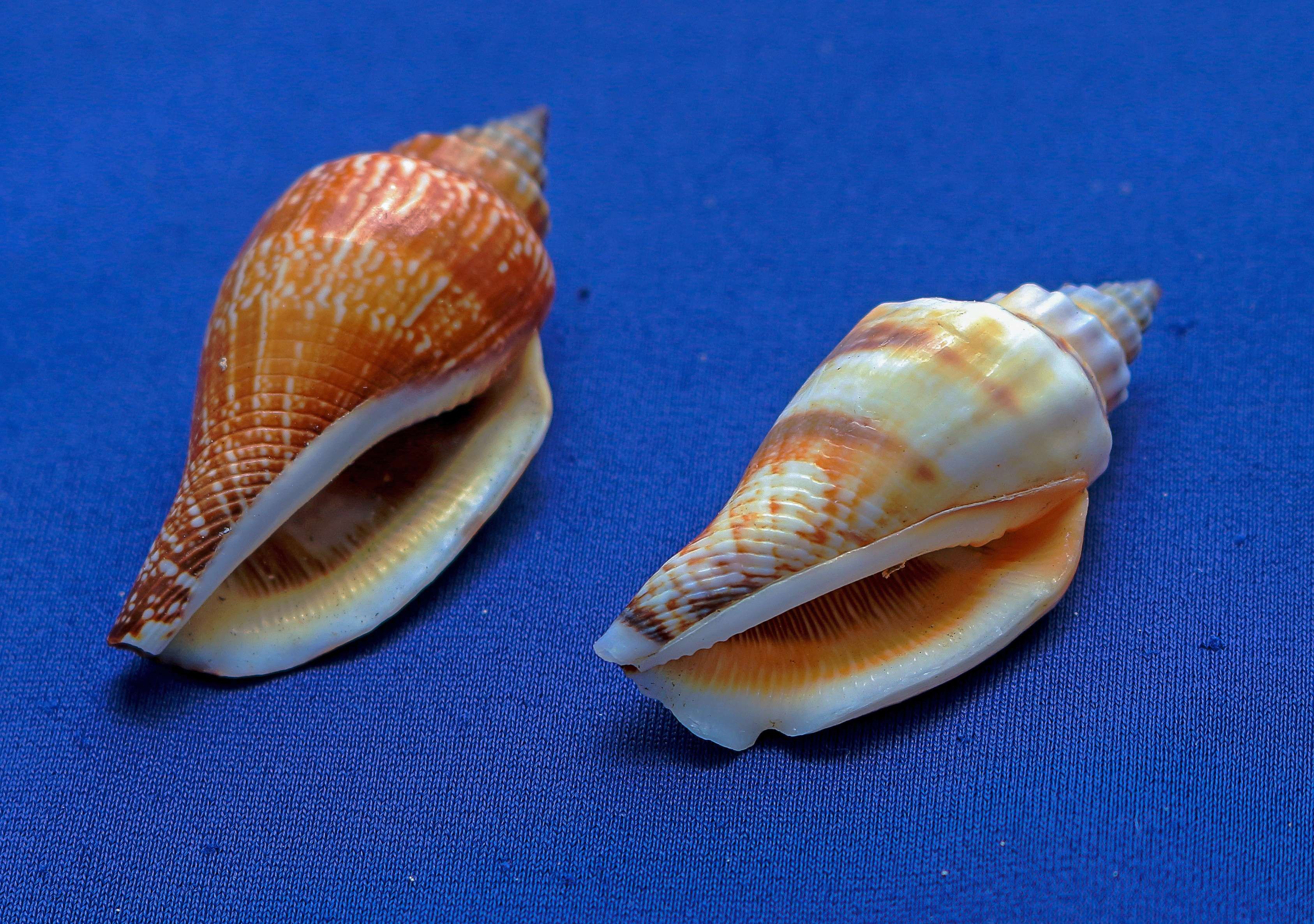 conch #gastropods #marine #marine animal #marine conches #molluscum ...