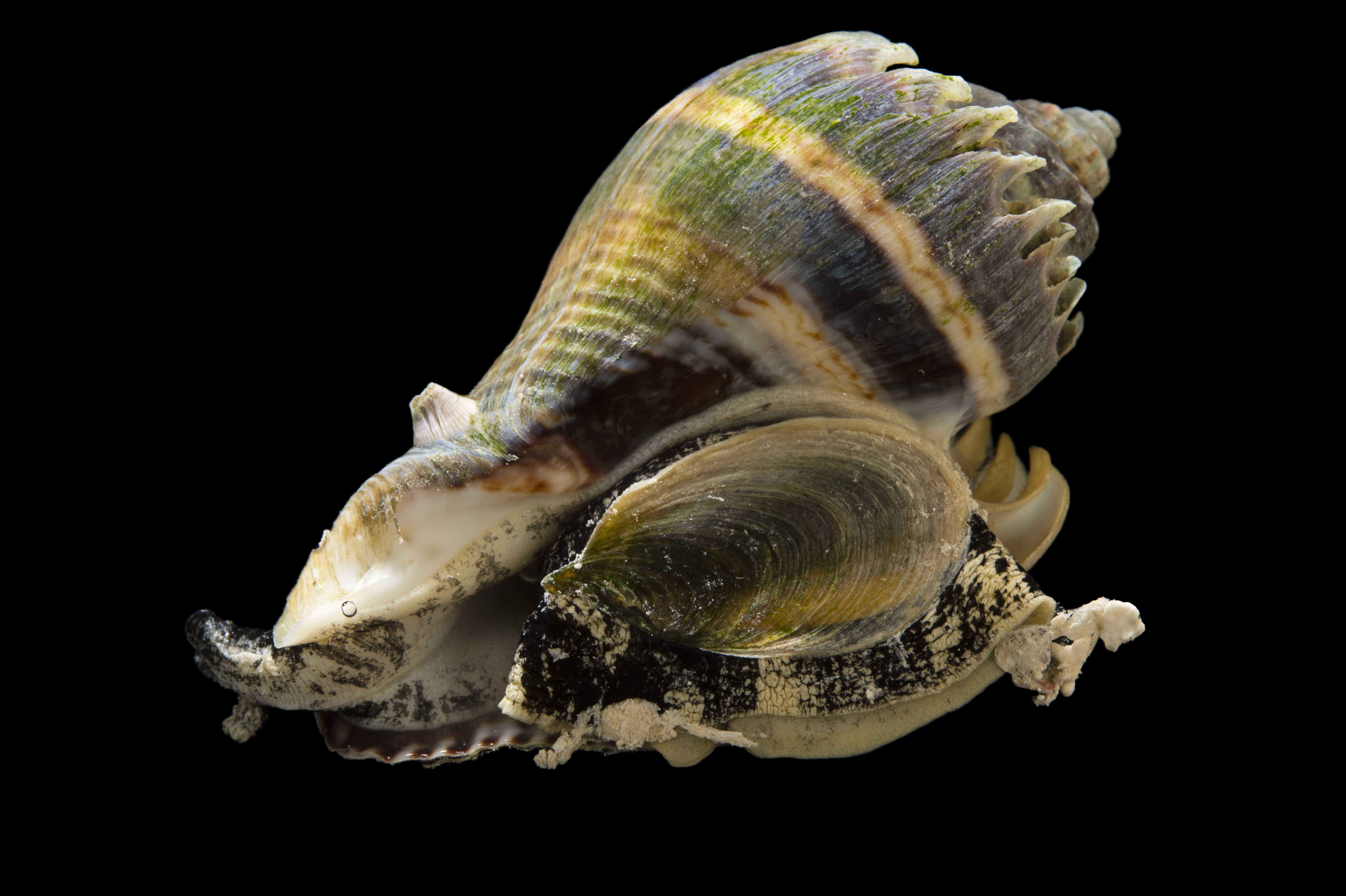 Snails, Welks, Conchs - Gulf Specimen Marine Lab