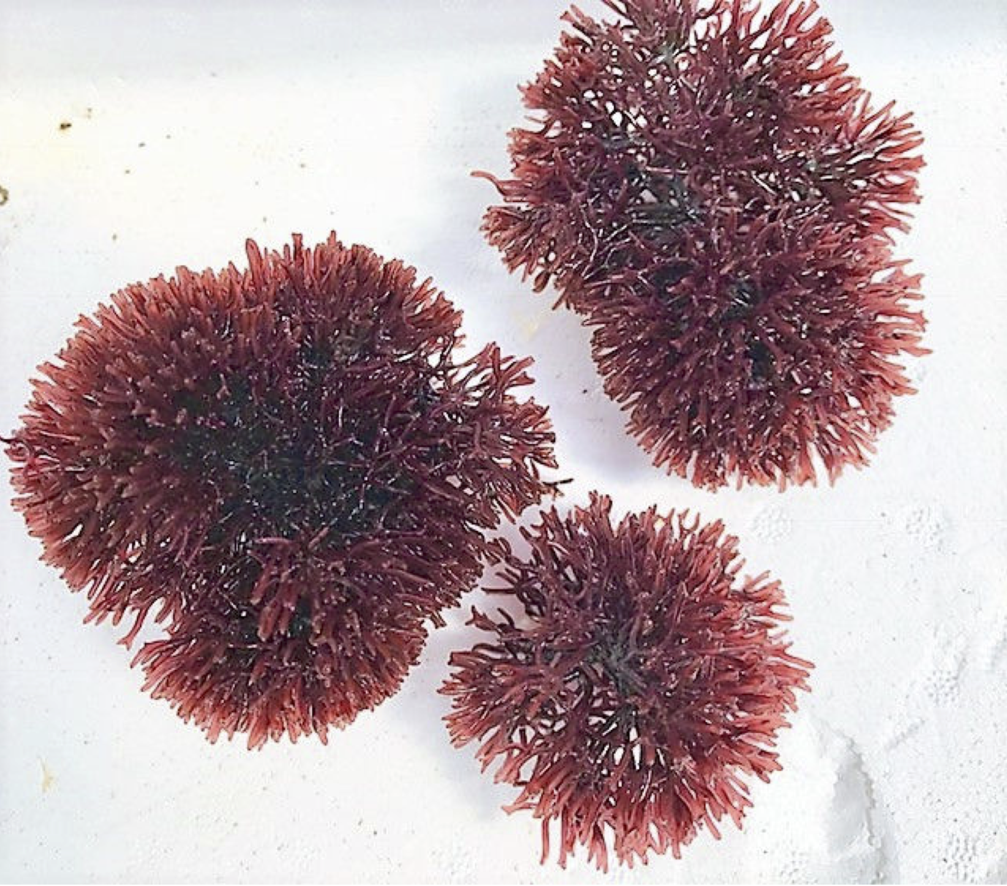 Gracilaria tikvahiae Spike Sphere Macro Algae Aquacultured | AlgaeBarn