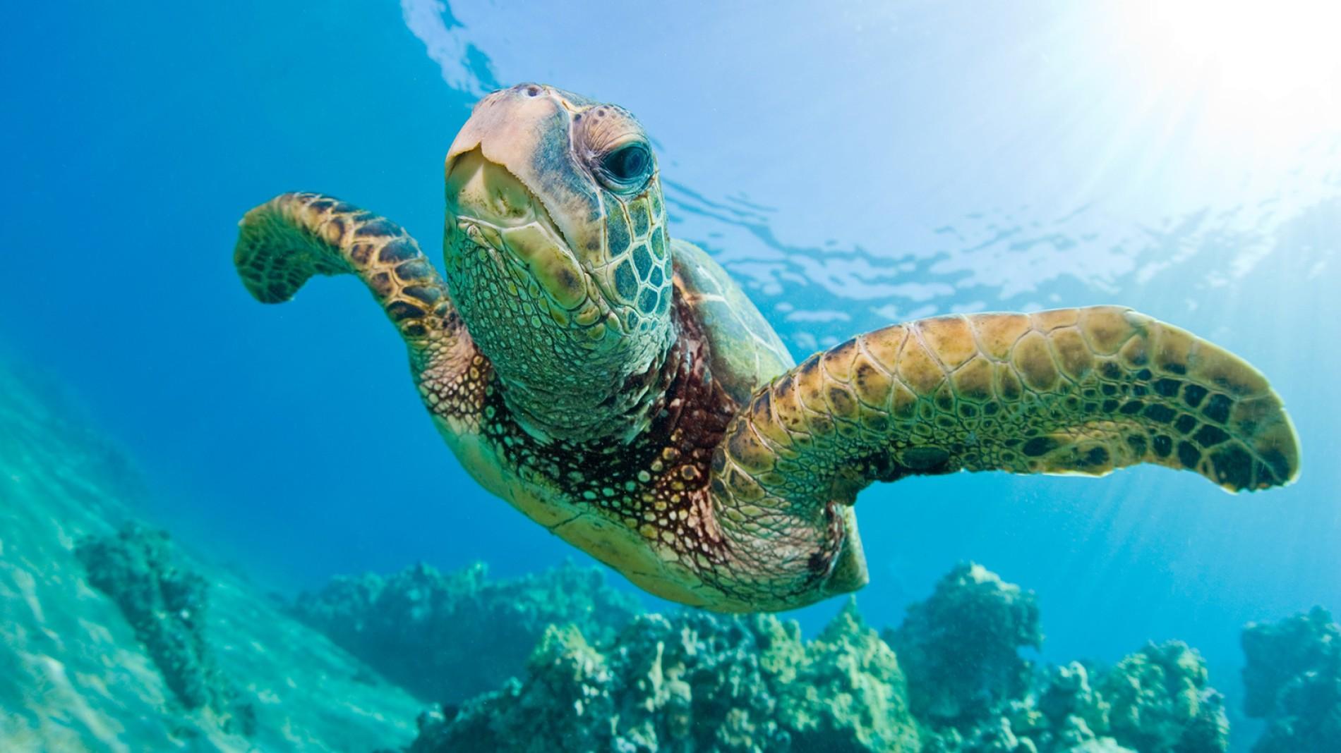 Sea turtle photo