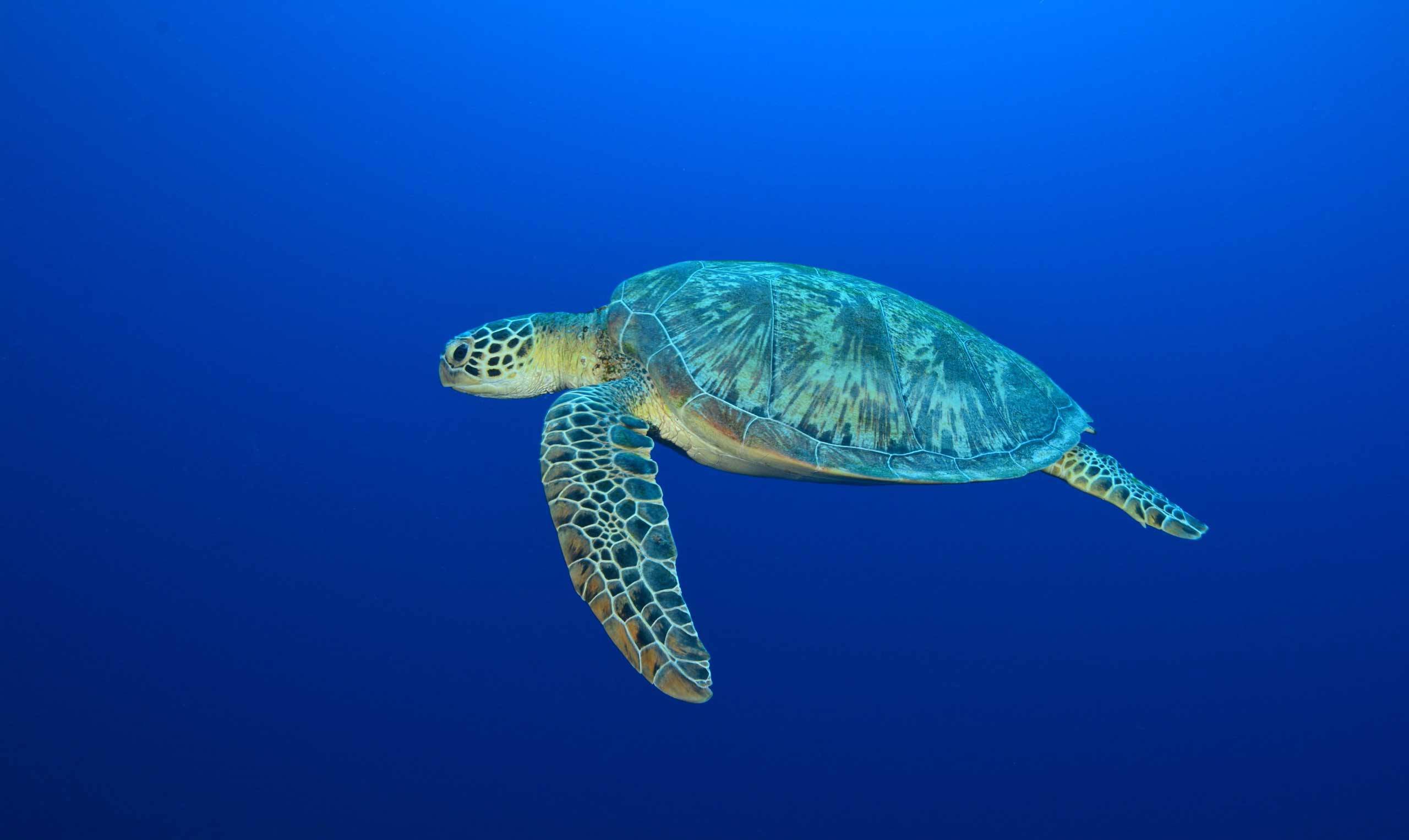 Scientists Discover First Ever Glowing Sea Turtle | Time