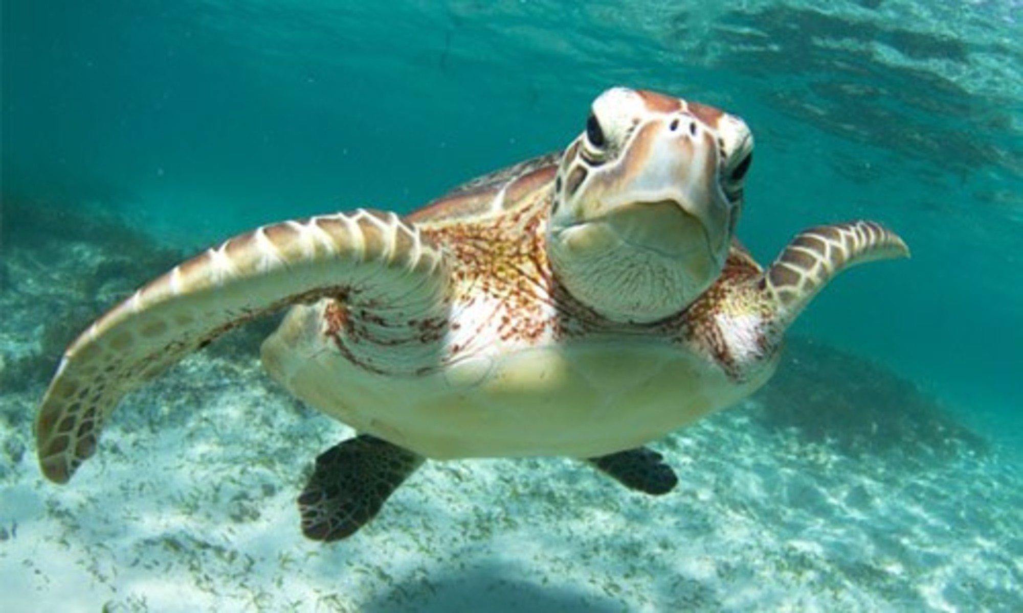 9 Super Cool Facts About Sea Turtles - EcoWatch
