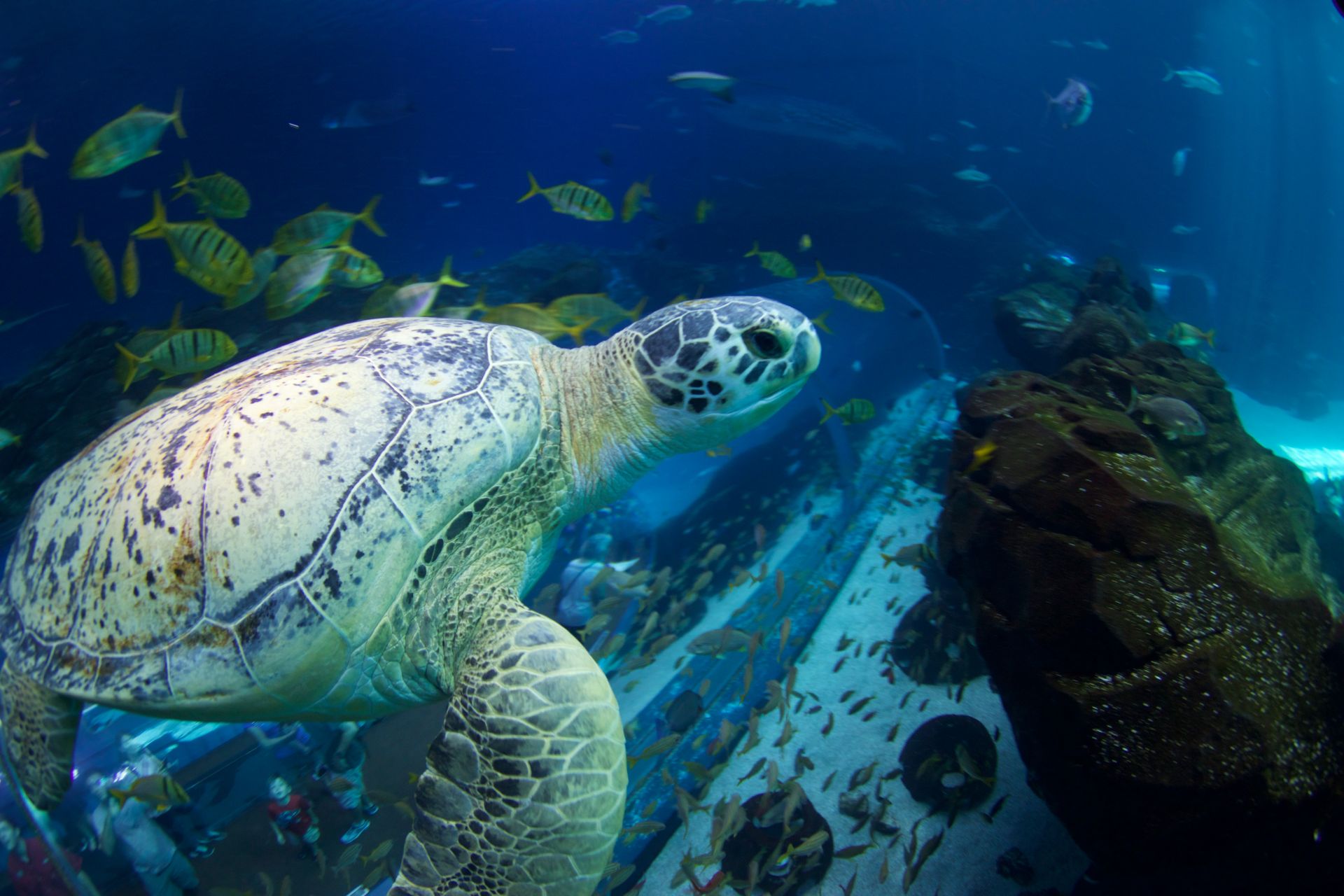 One Year Later: Tank the Green Sea Turtle | Georgia Aquarium