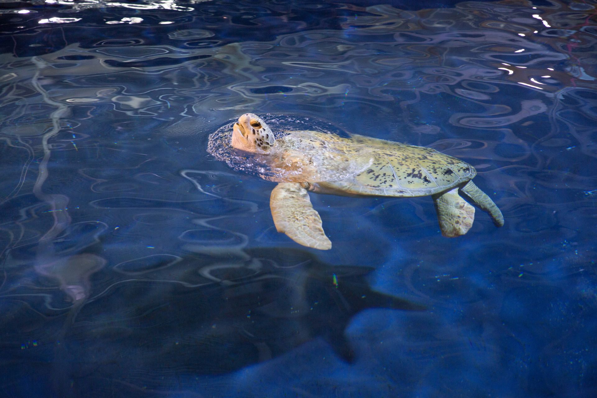 Tank the Green Sea Turtle Takes Atlanta | Georgia Aquarium