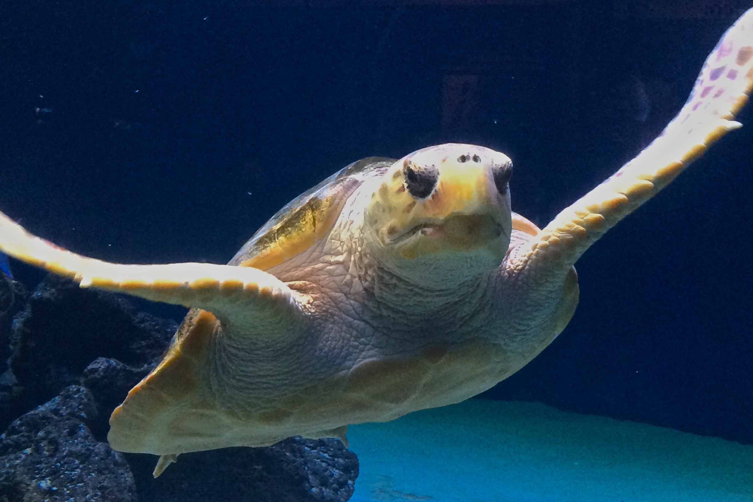 sea turtle Archives - Birch Aquarium Blog