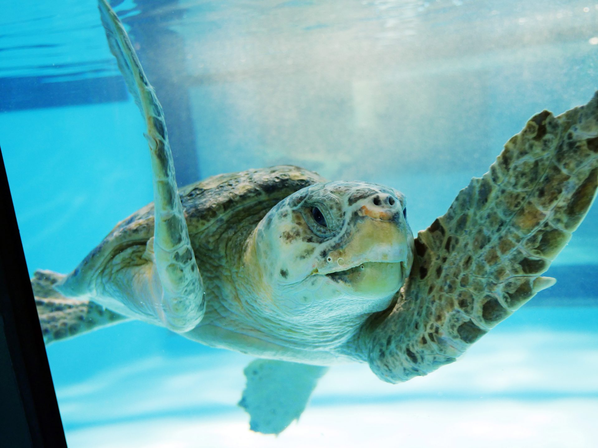 Zucker Family Sea Turtle Recovery™ Now Open at South Carolina ...