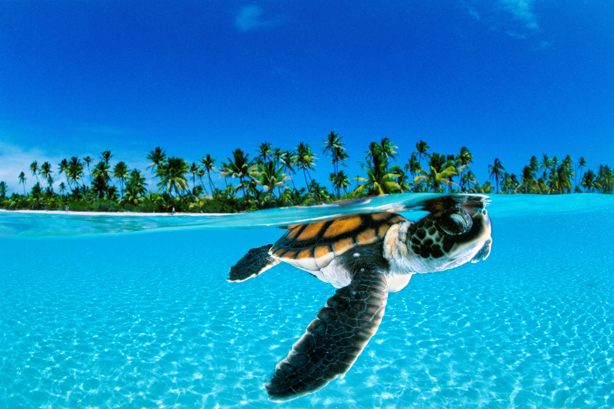 Why Life Is So Tough for Sea Turtles