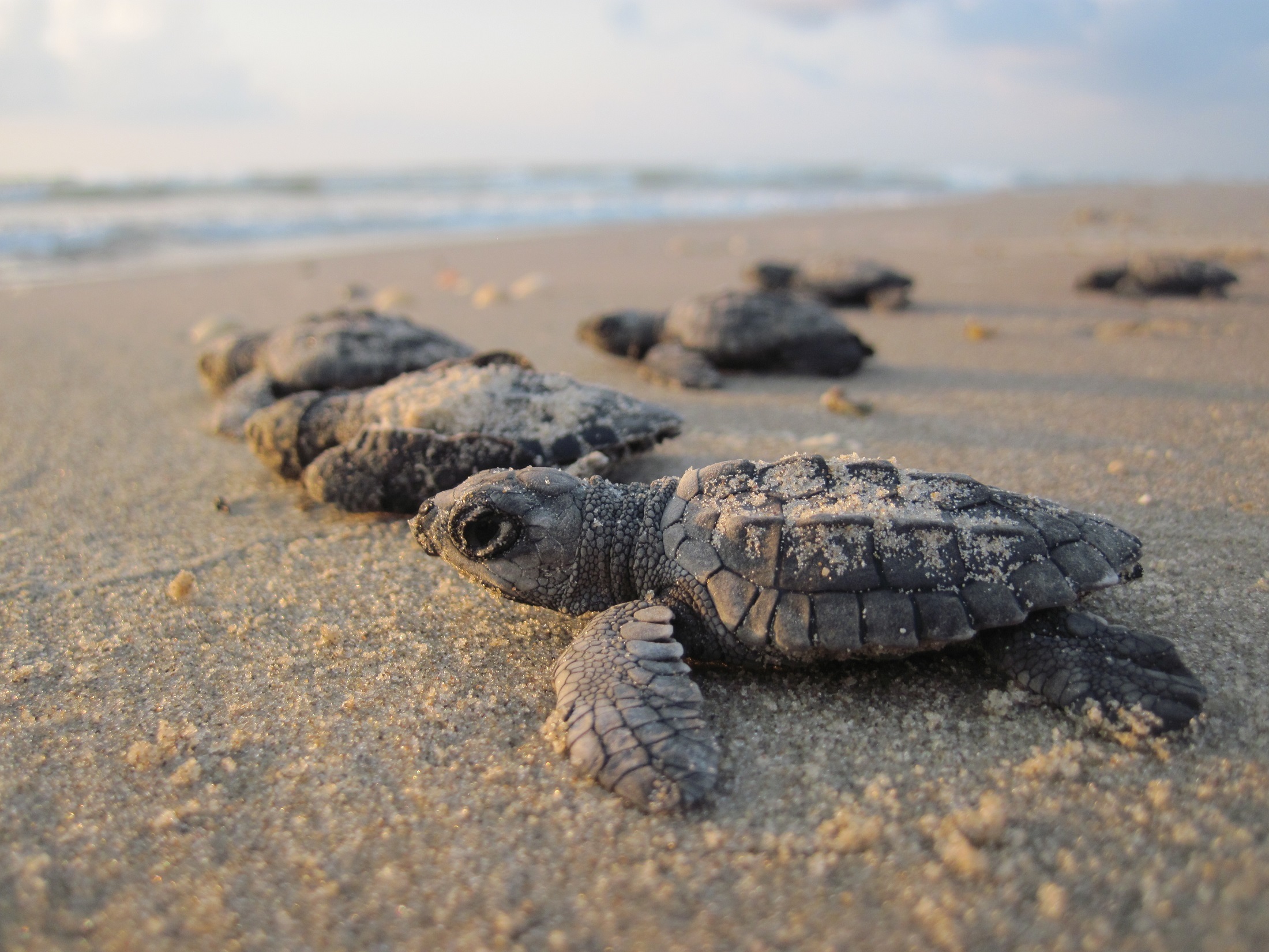 Sea turtles photo