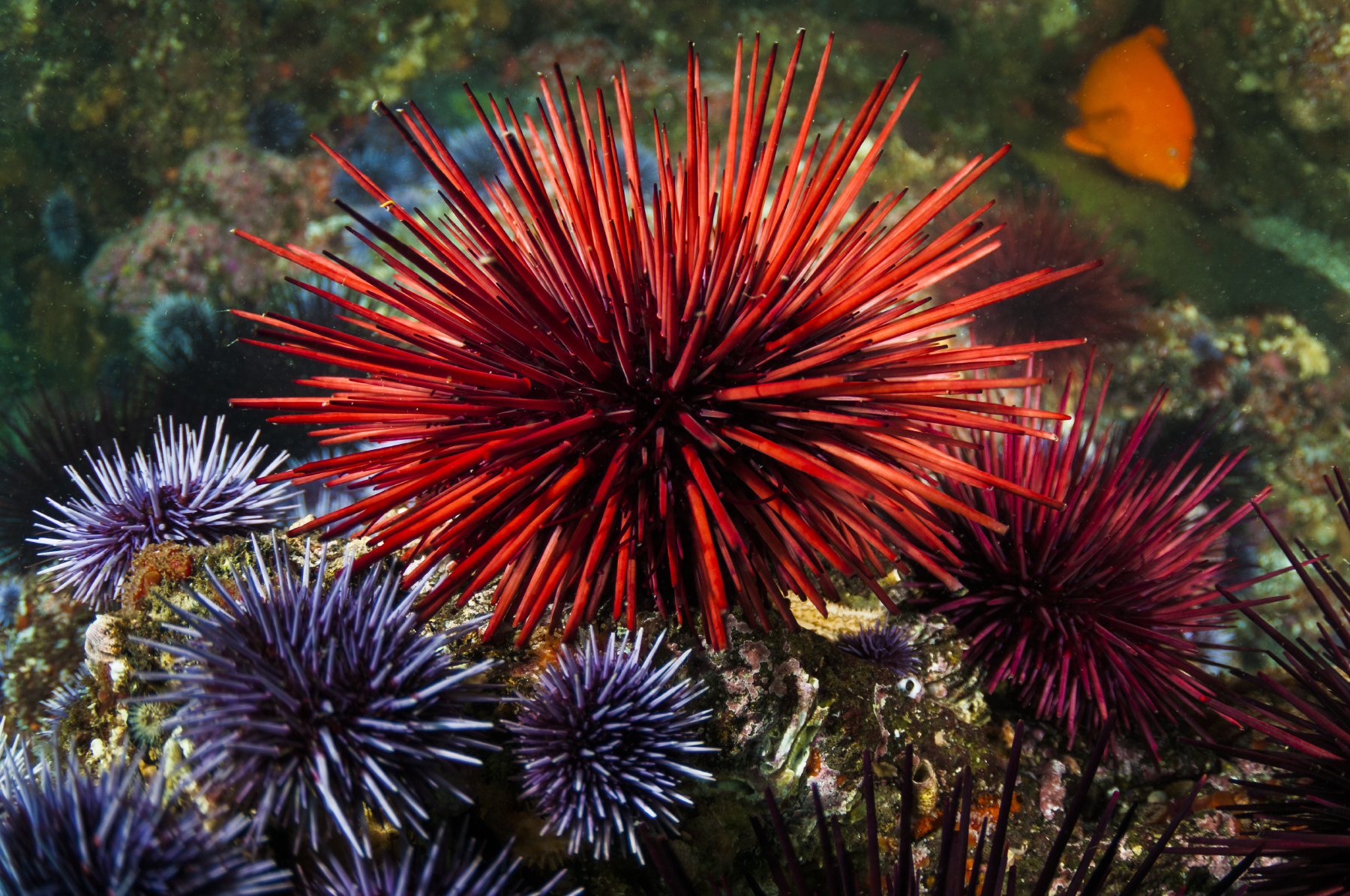 As Sea Stars Die, New Worries About Urchins