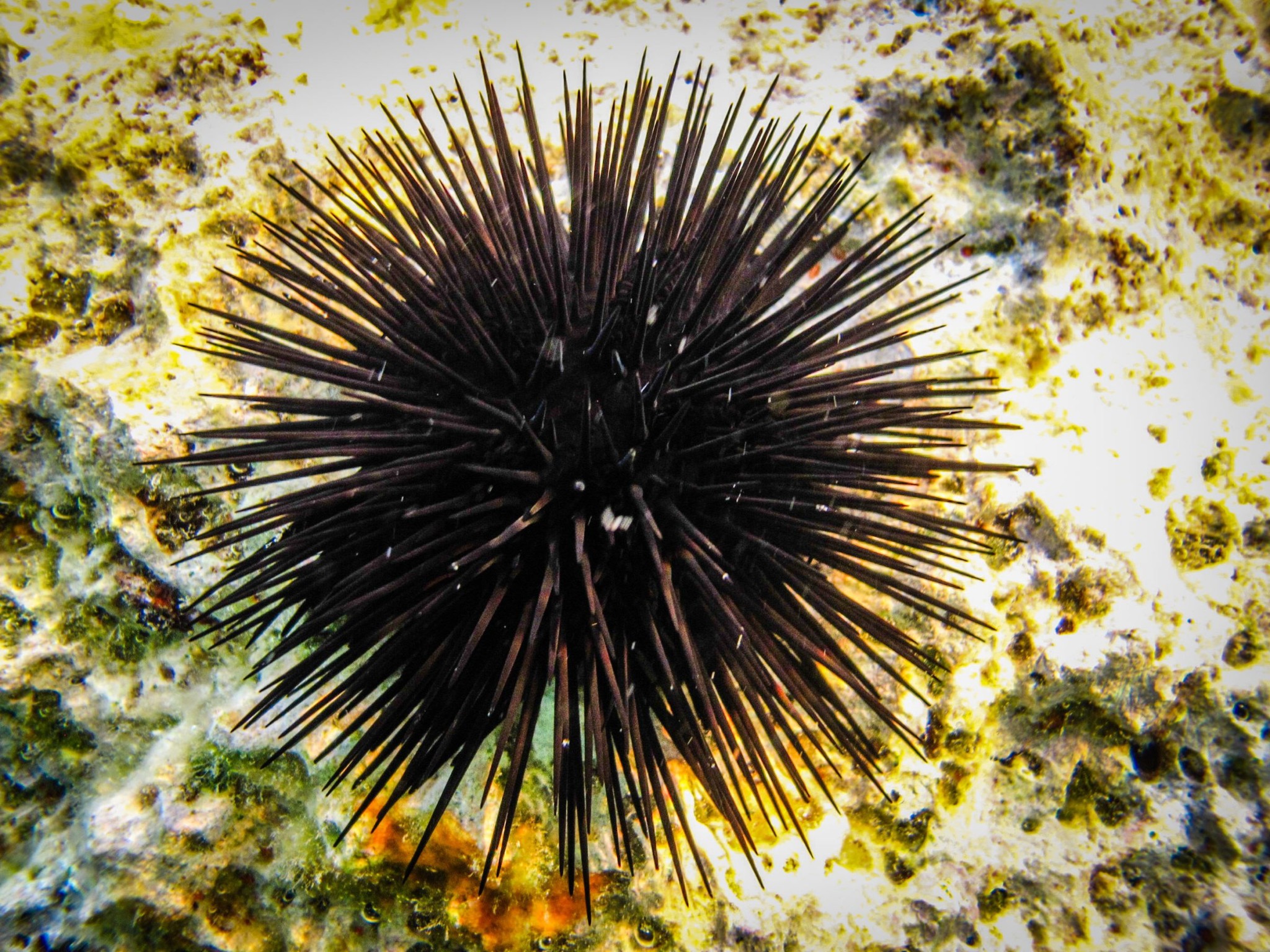 Taste Of The Caribbean: Succulent Sea Urchin | Martinique |