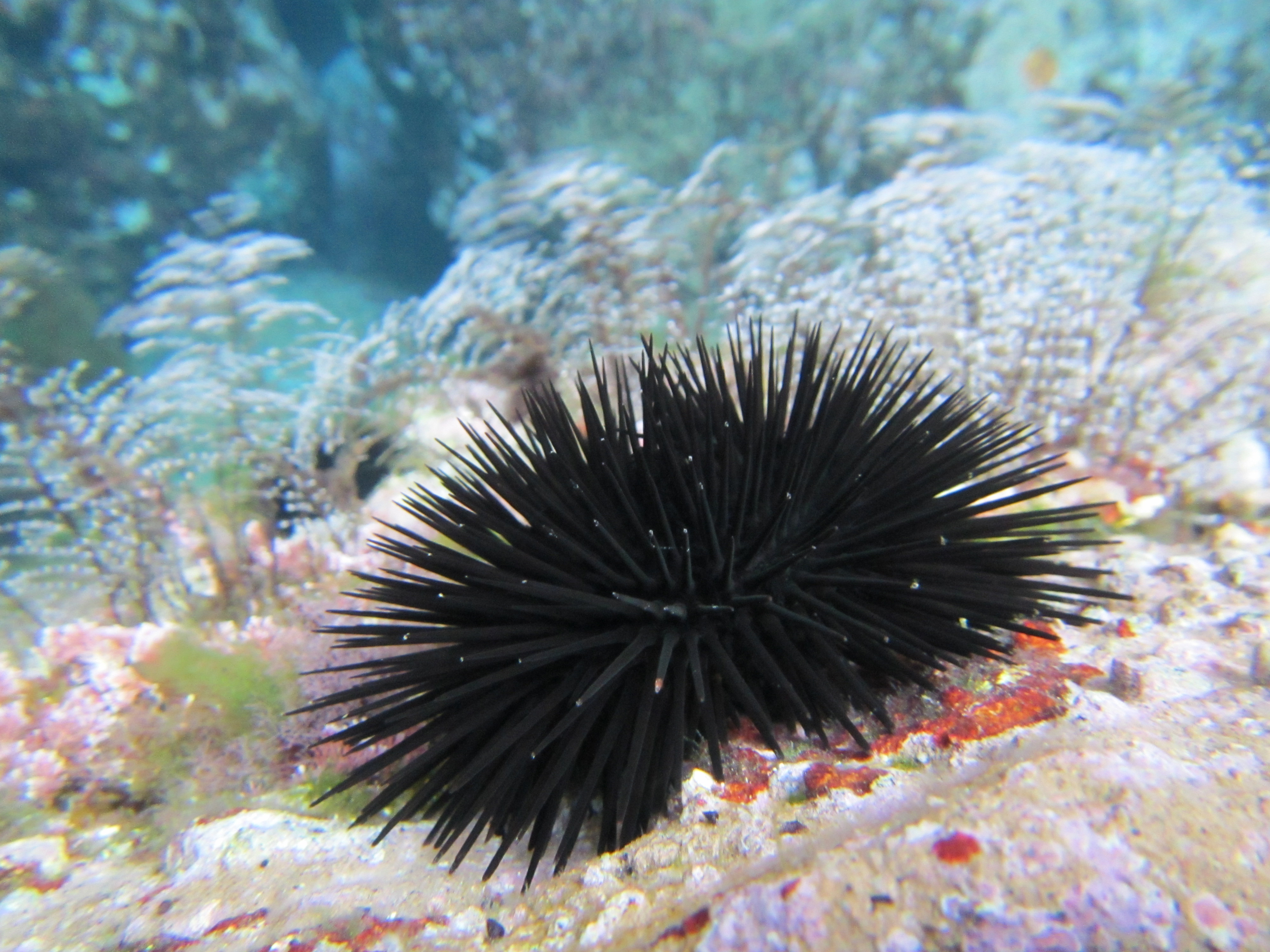 College of Sciences NewsUCF Team Studied Sea Urchins to Restore ...