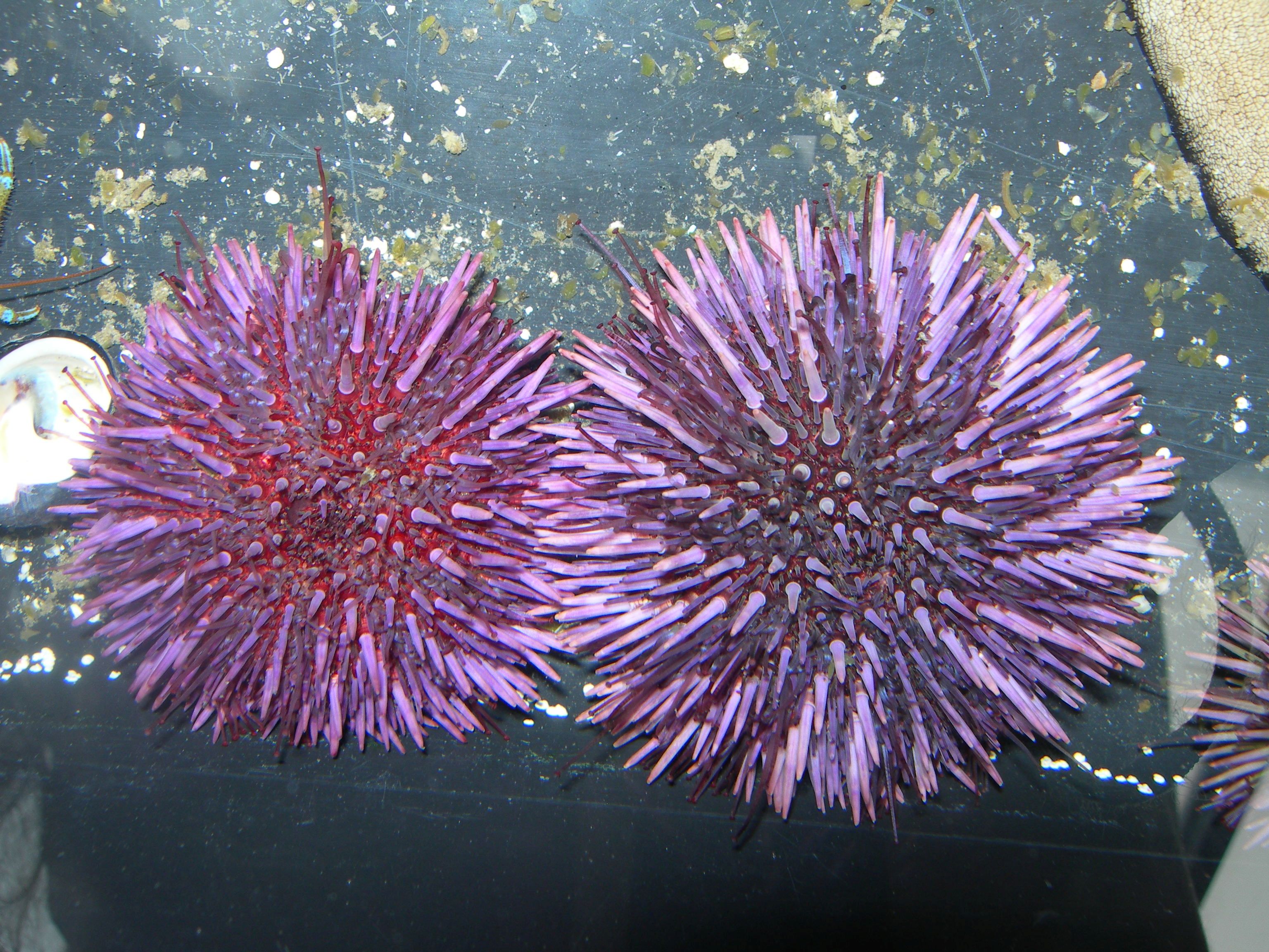 Sea Urchins' Teeth and Aristotle's Lantern | The Living Coast ...