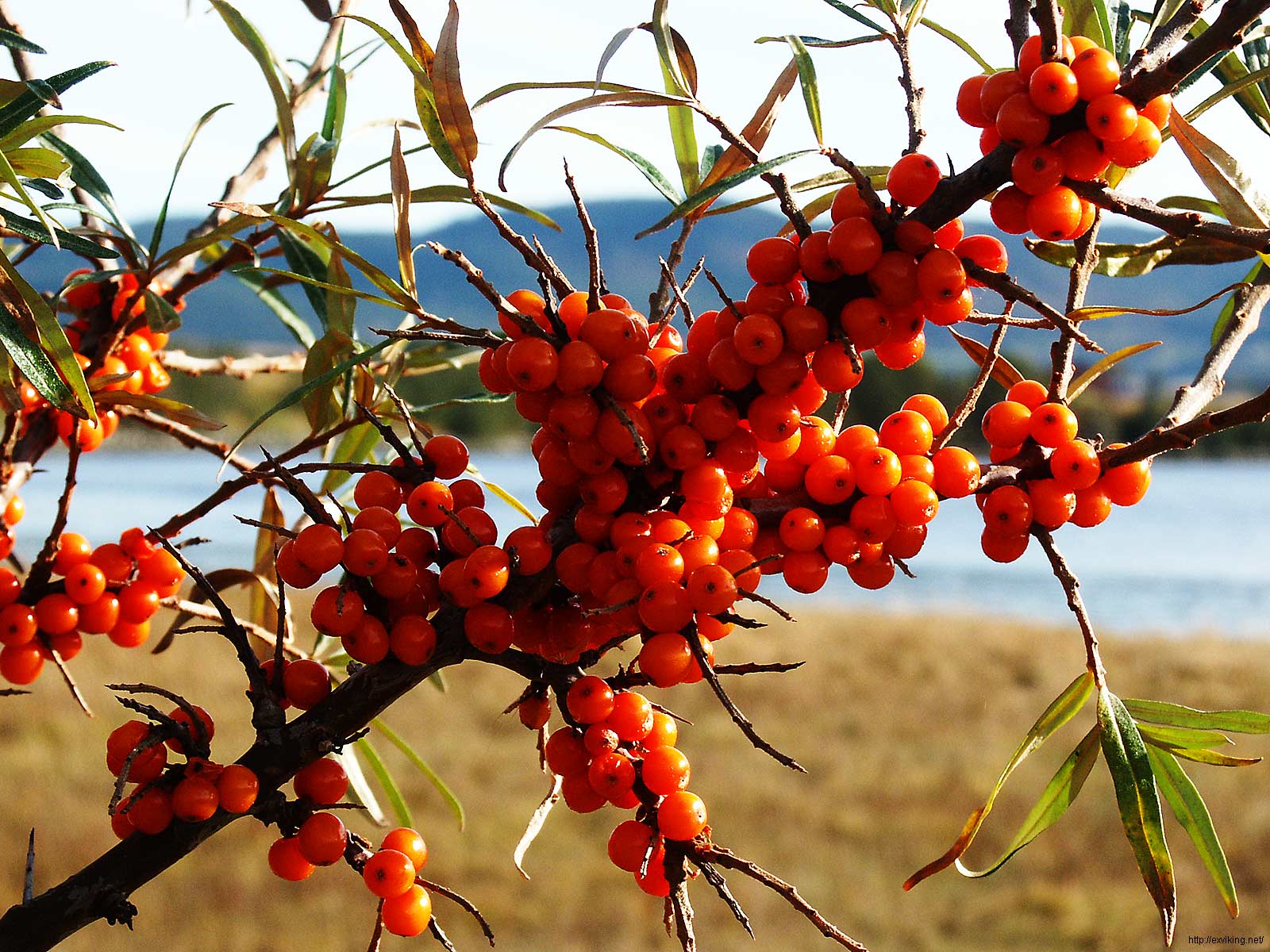 Image: Berries on Sea Buckthorn, Norway