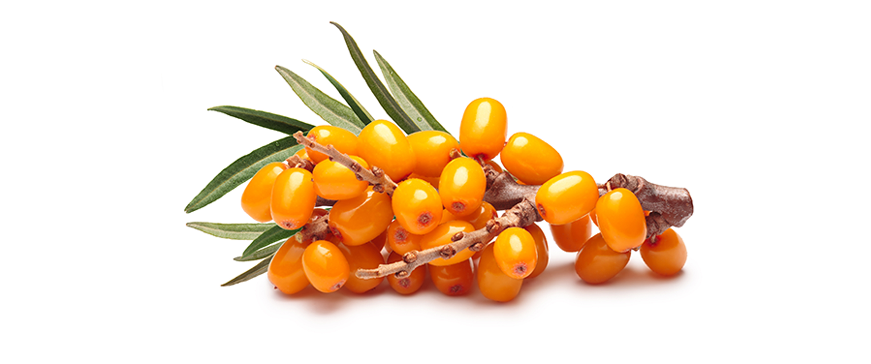 Intraline :: Sea Buckthorn Berry – Nature's Powerhouse for Health ...