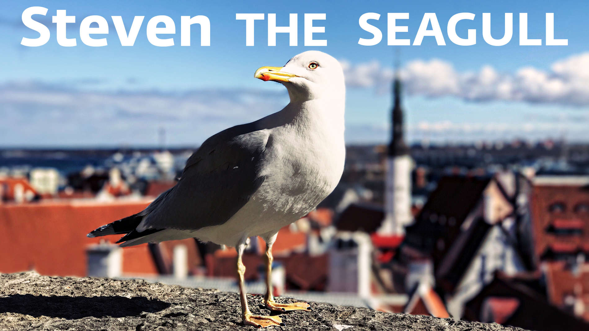 Tallinn Card announces new partner - Steven the Seagull - News ...