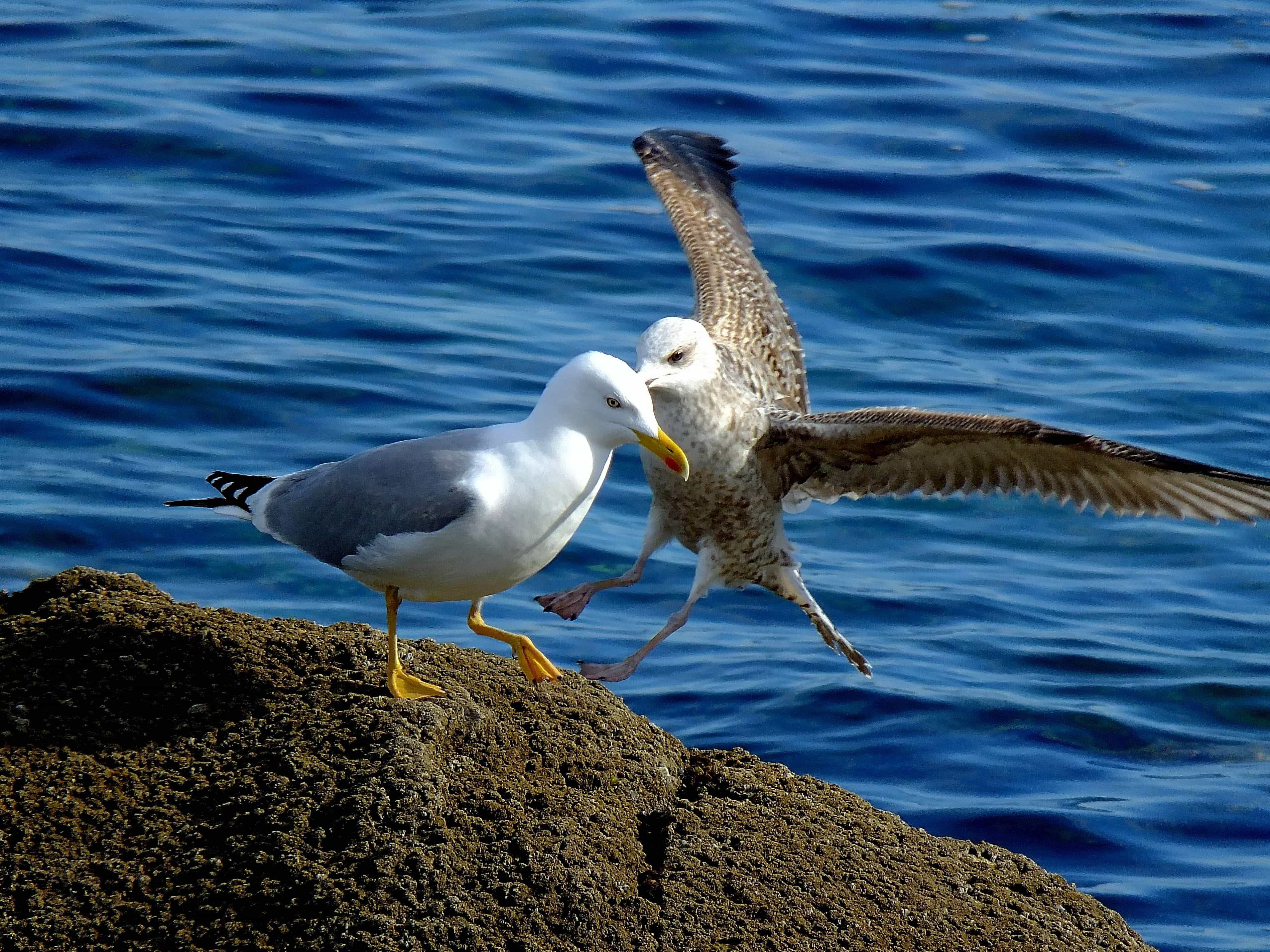 Free picture: bird, wildlife, seabird, animal, coastline ...