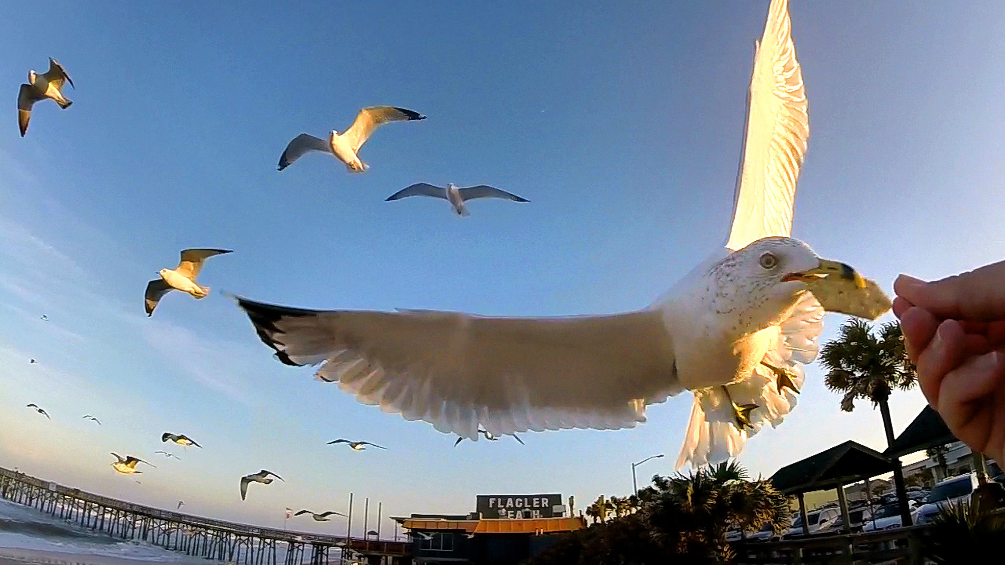 GoPro in SloMo: Fly Like a Seagull - Orlando Sentinel