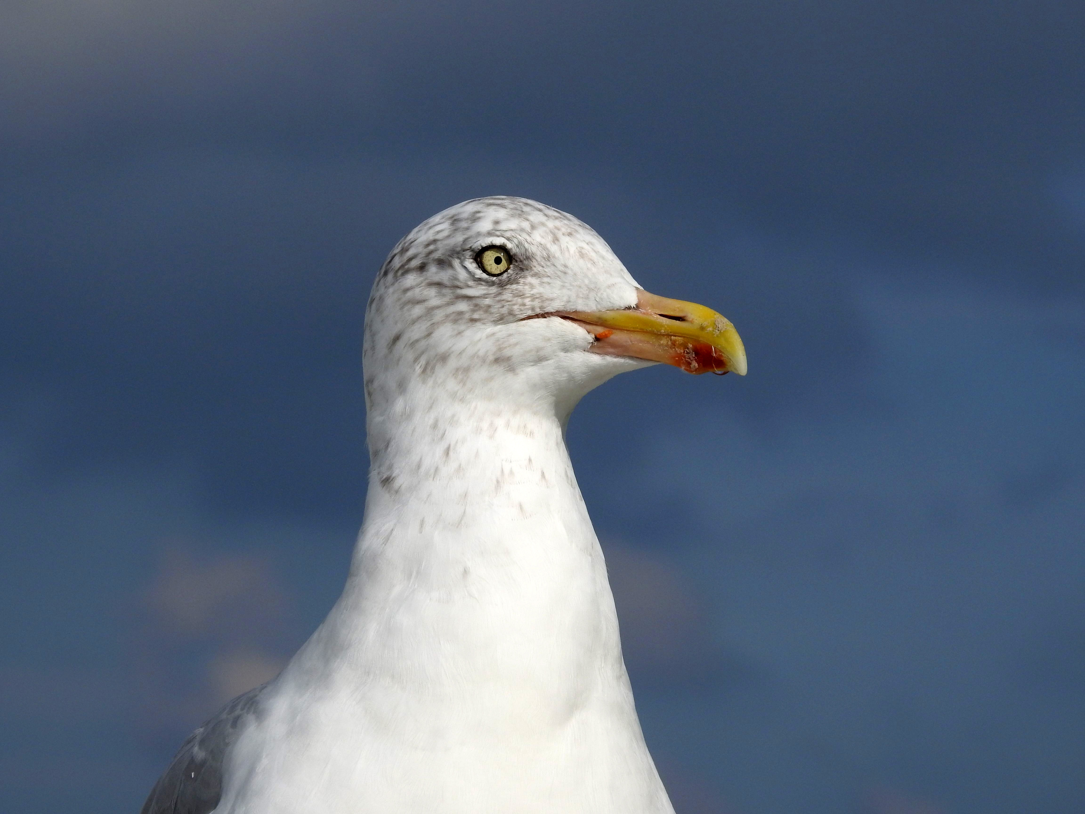 Close-up of seagull head image - Free stock photo - Public Domain ...