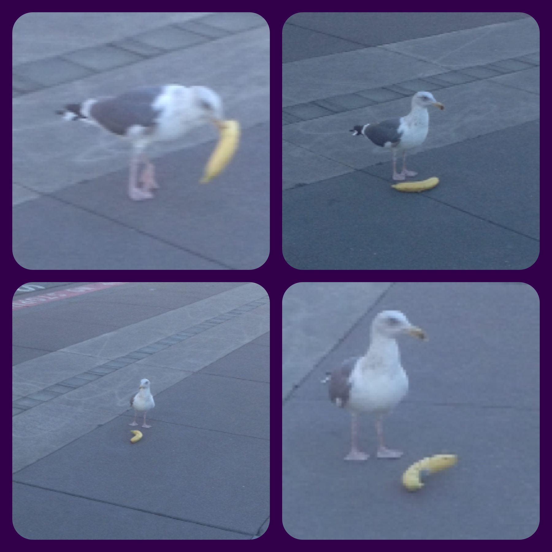 Seagull Takes On Banana In Bizarre Bird Behavior « CBS San Francisco