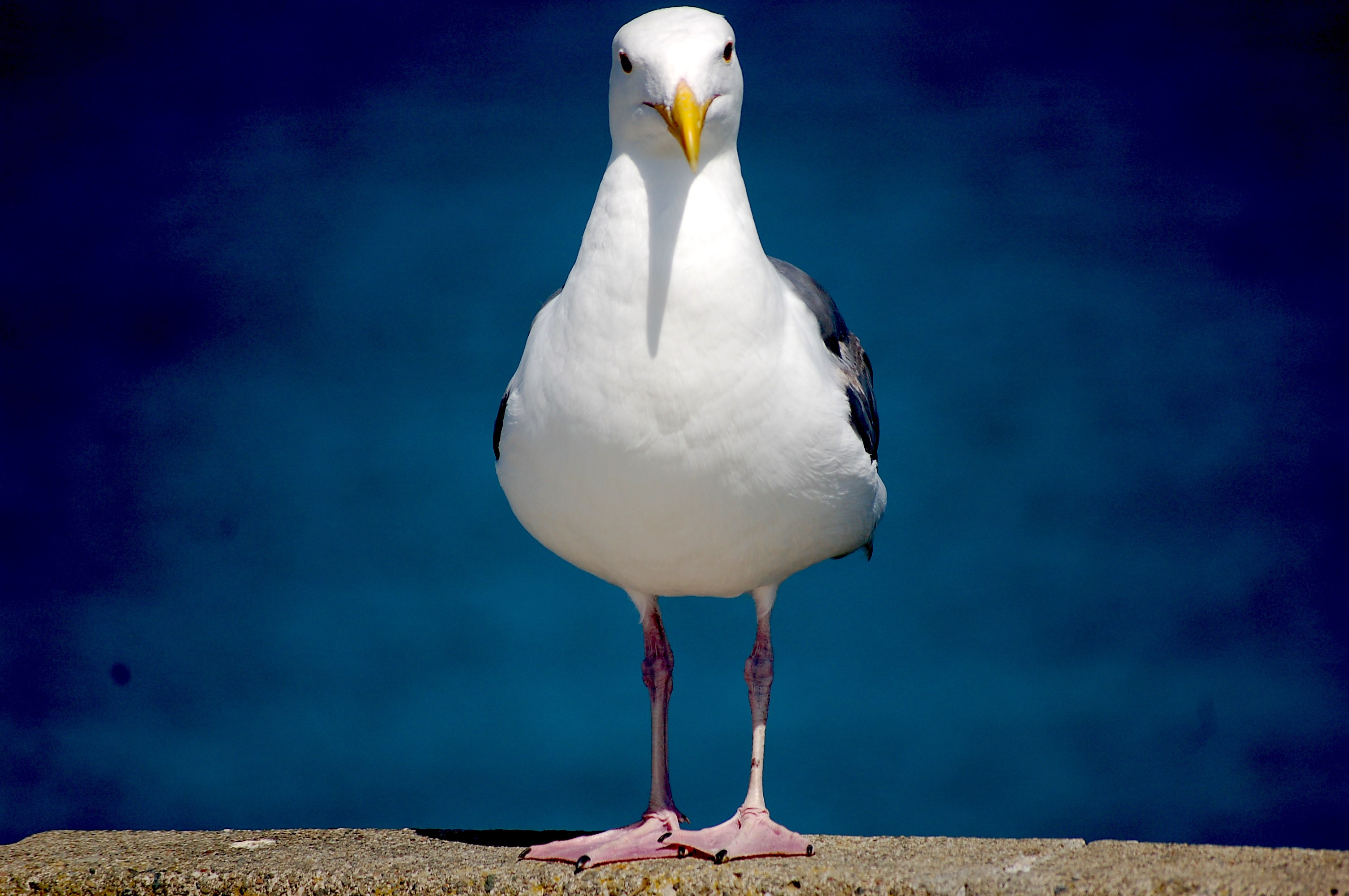 Seagull - Monoculing