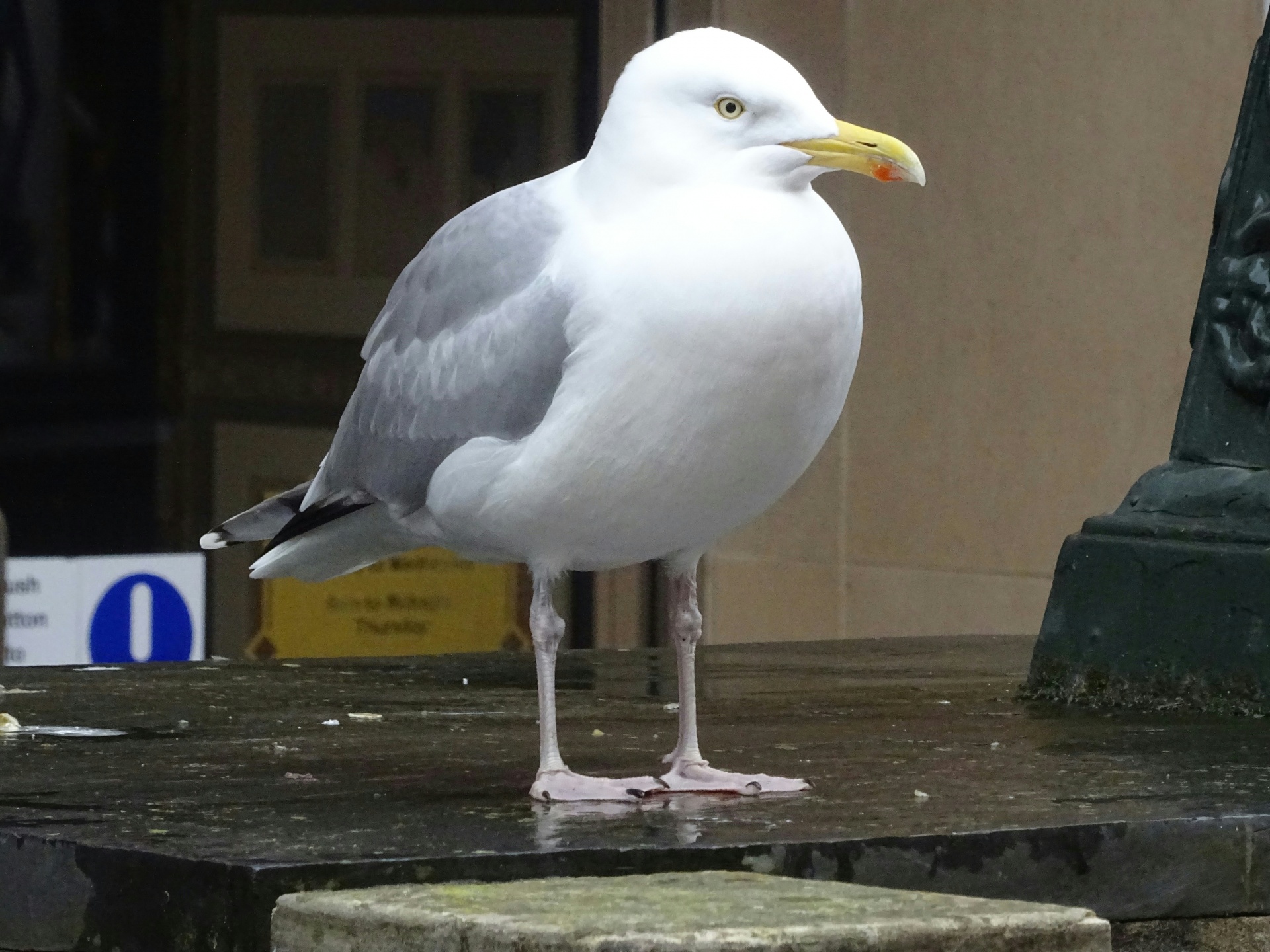 Seagull In The City Free Stock Photo - Public Domain Pictures