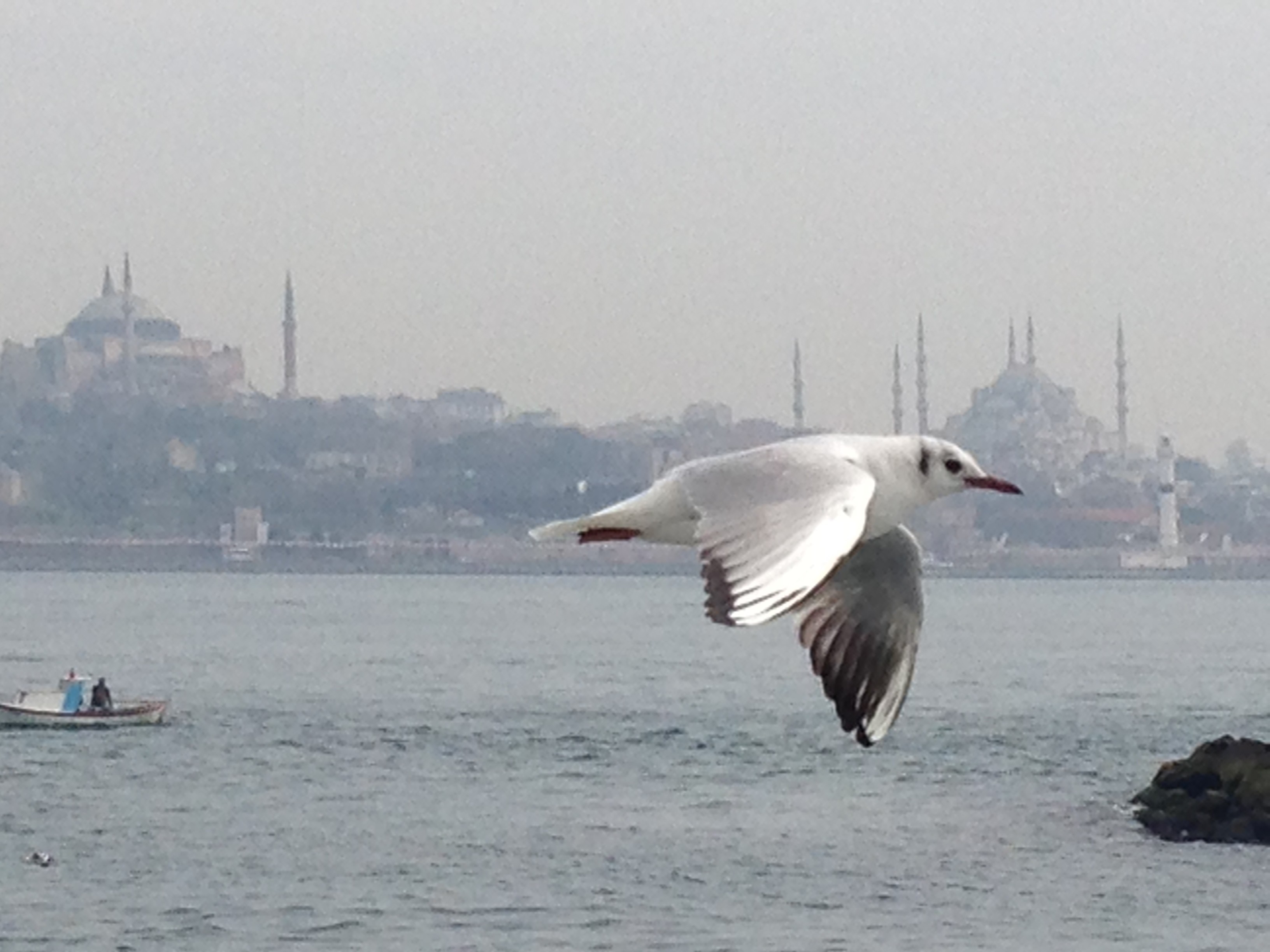 Seagulls in Istanbul | Pomegranates and Grapes