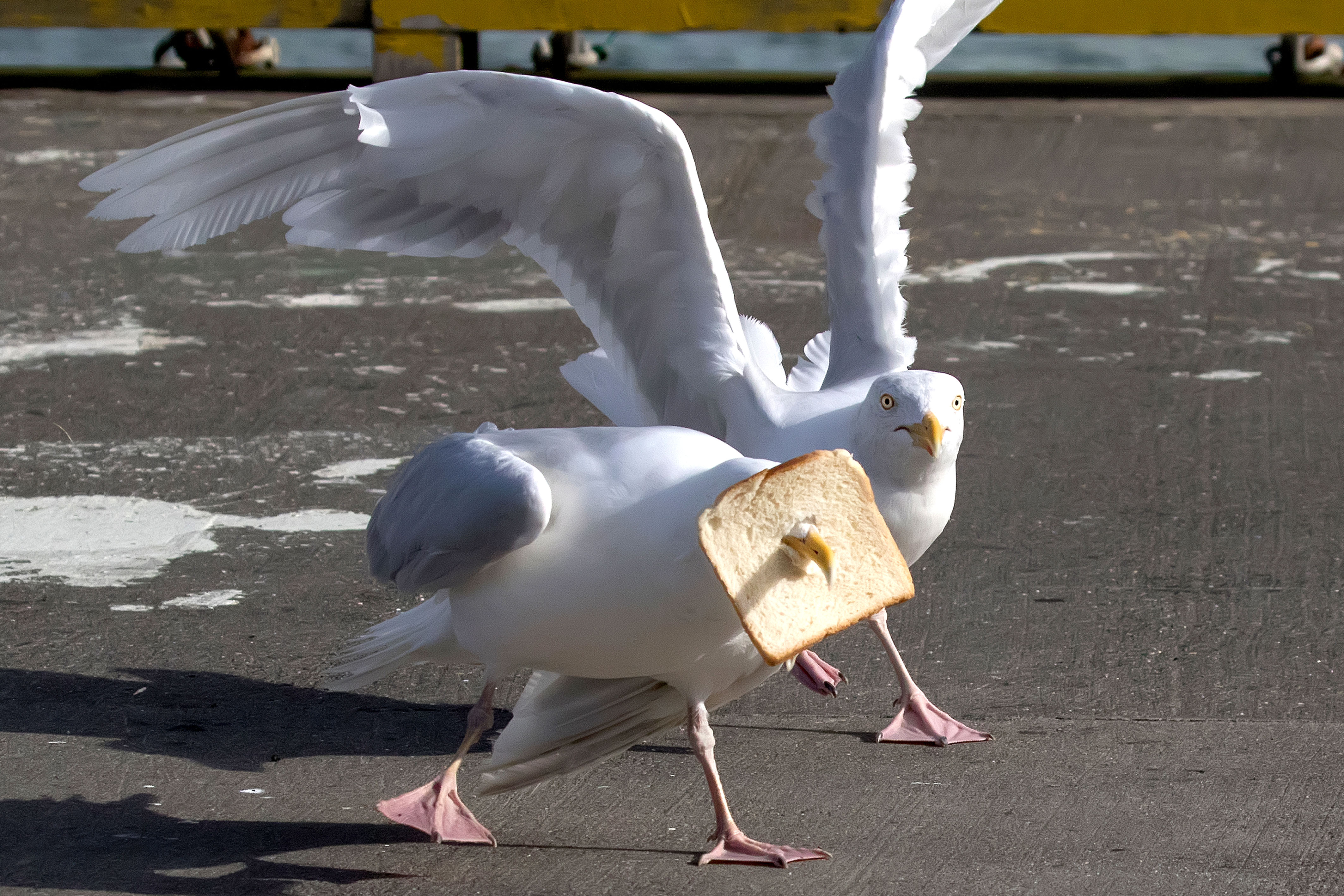 In-bread gull - Seagull sticks beak through slice - Caters News Agency