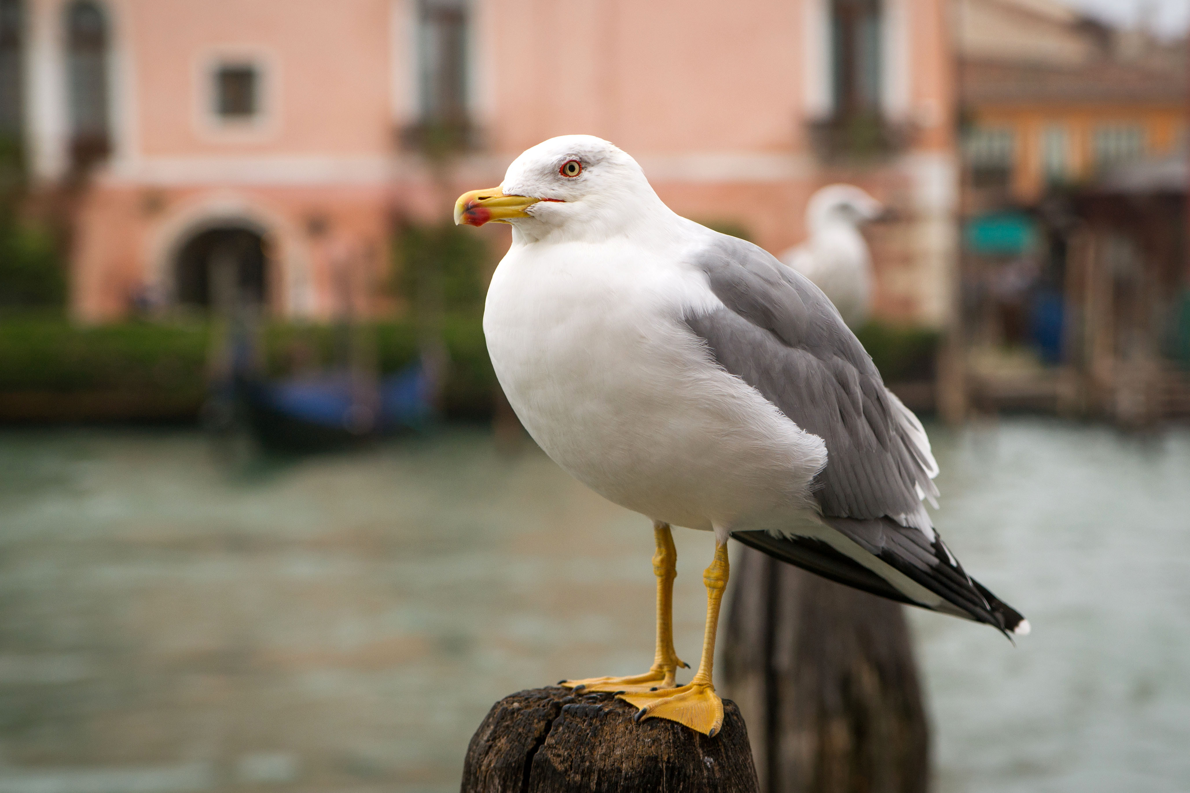 Violent seagulls are taking over St. Mark's Square in Venice