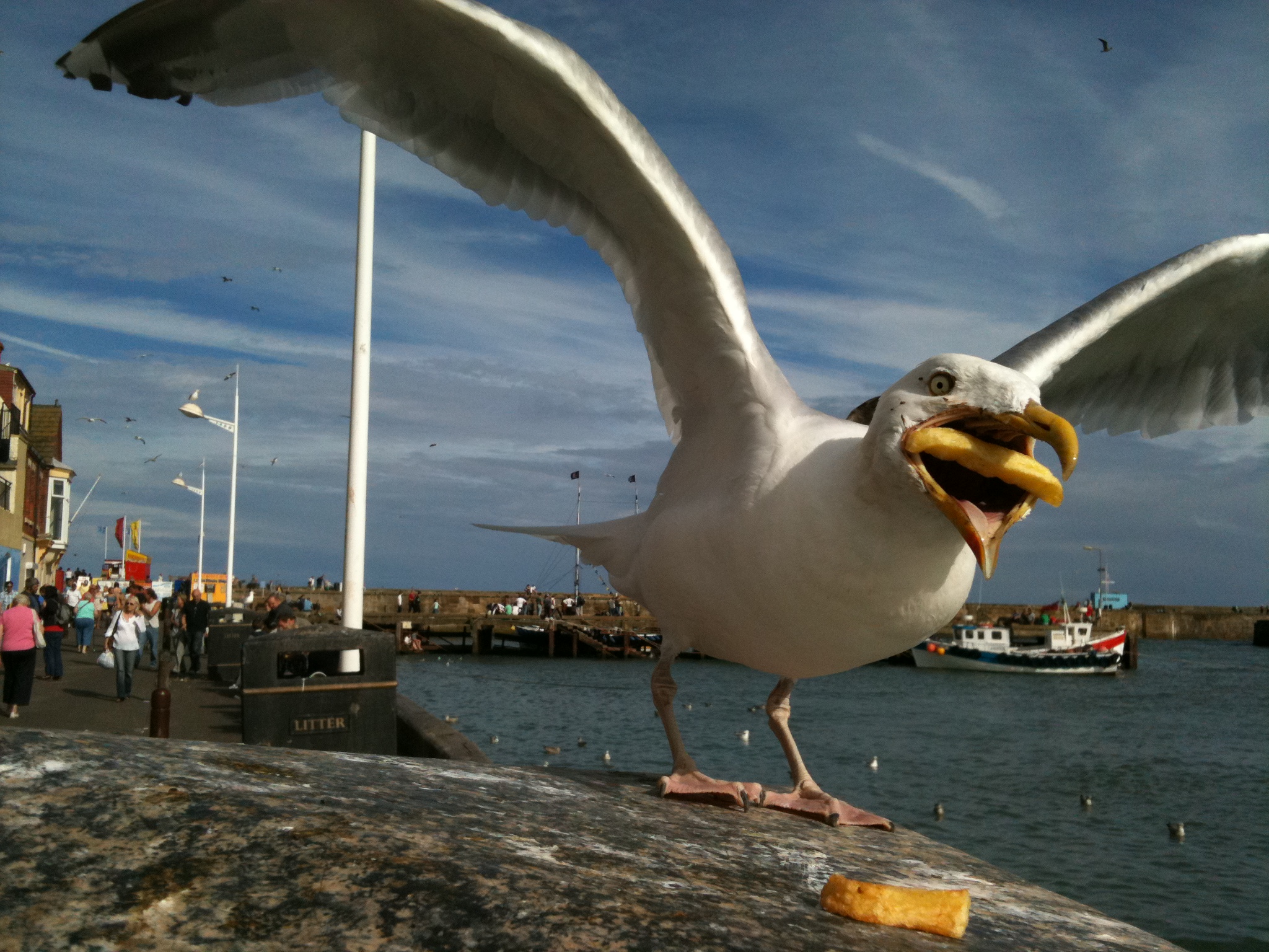 seagull viral | THE EYE OF ABYSS