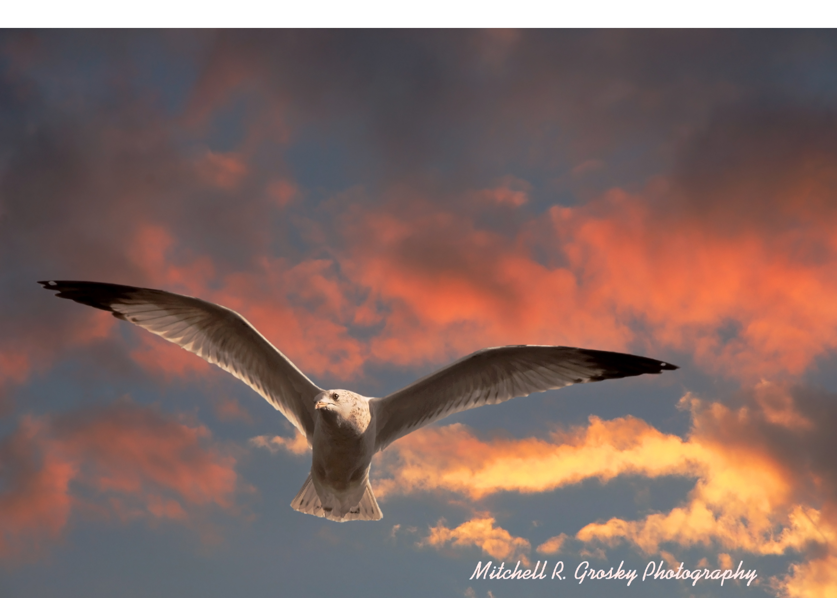 Seagull at Sunset | Mitchell R. Grosky Photography Blog